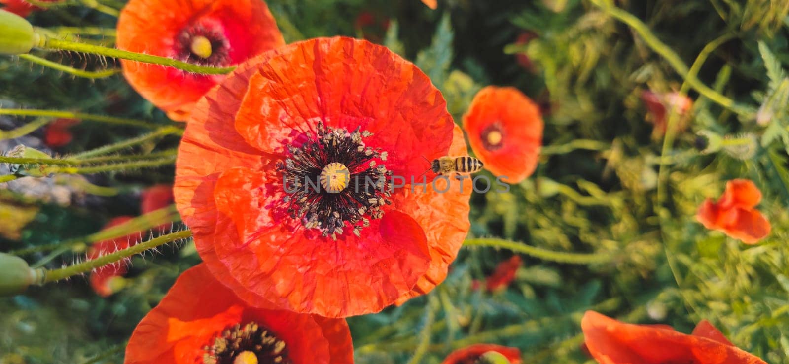 red poppies and a flying bee, top view, summer golden light