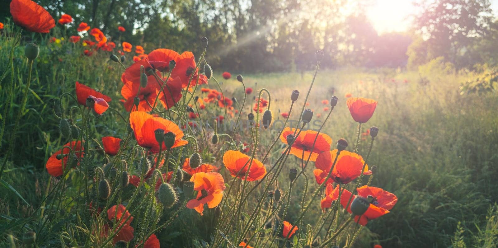 sunrise on a summer morning with red poppies, summer golden light