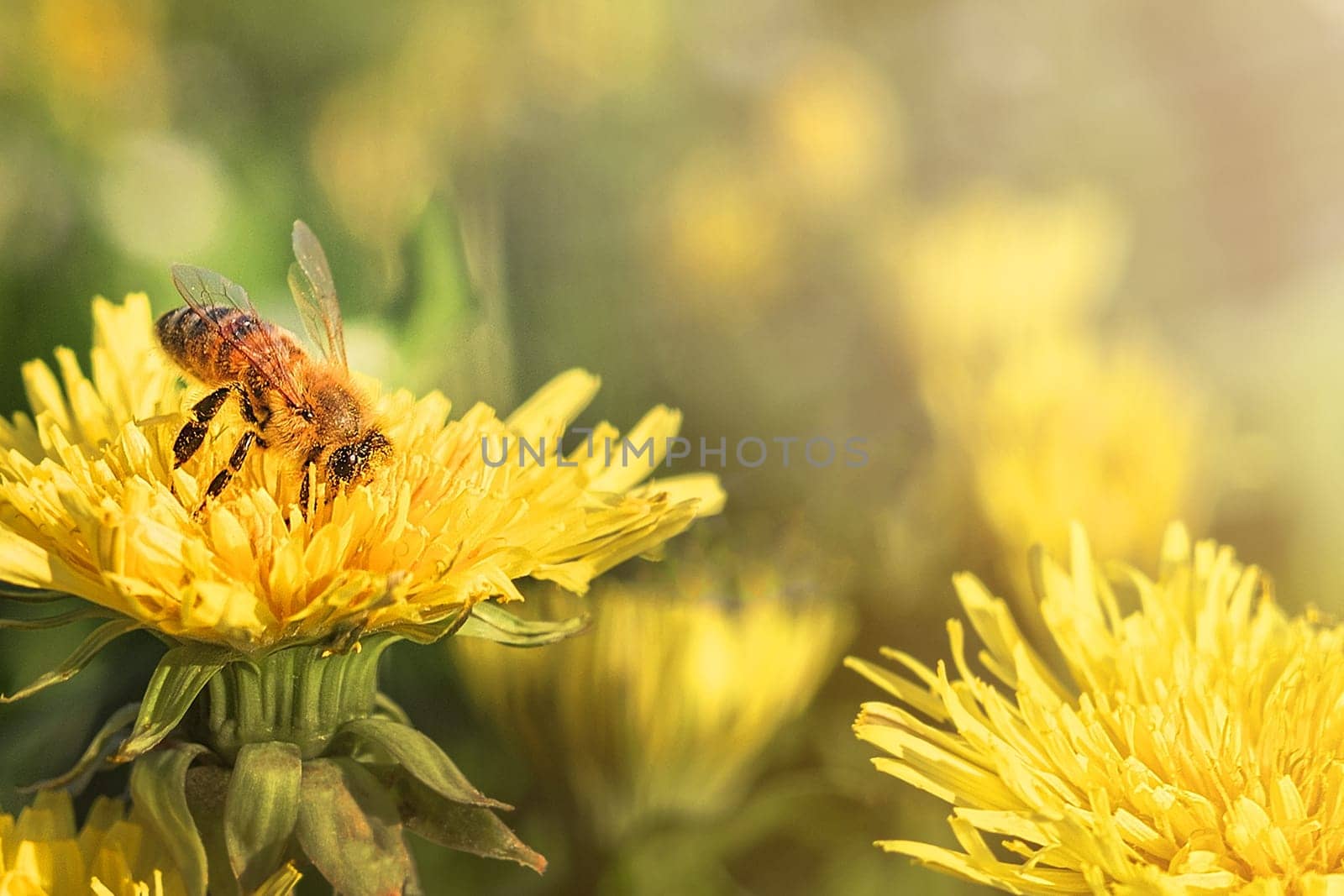 Bee collects pollen from yellow field flower in meadow on sunny day. Blurry green grass background.