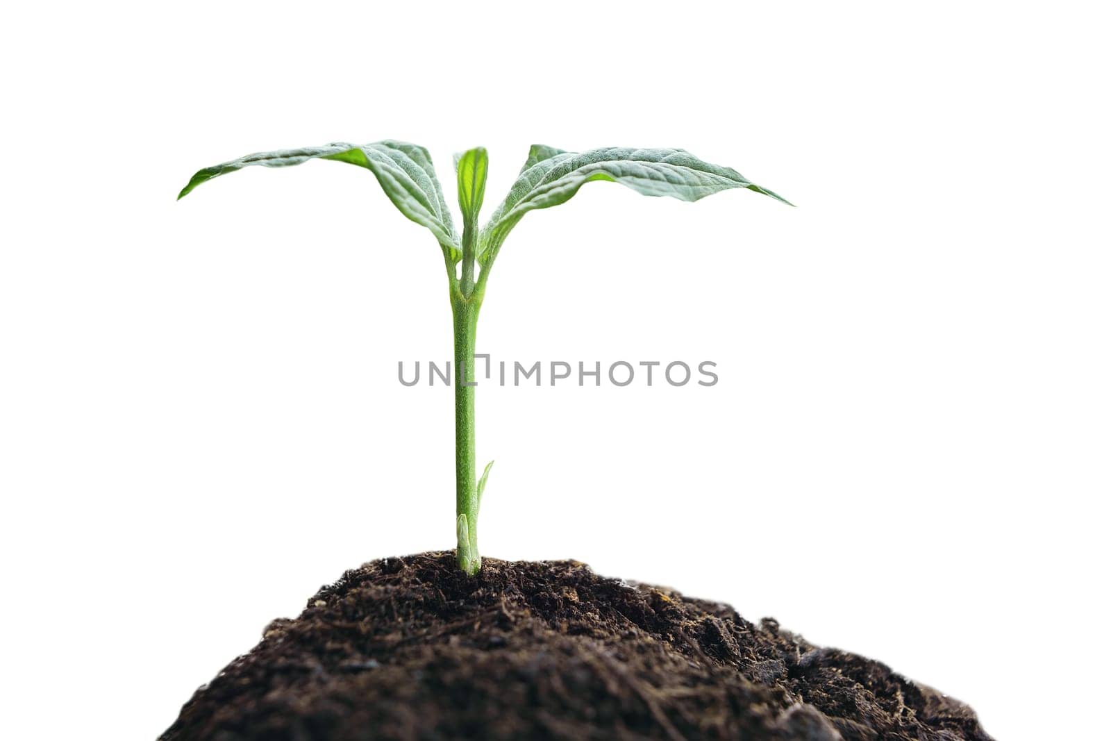 Green sprout growing out from soil isolated on white background.