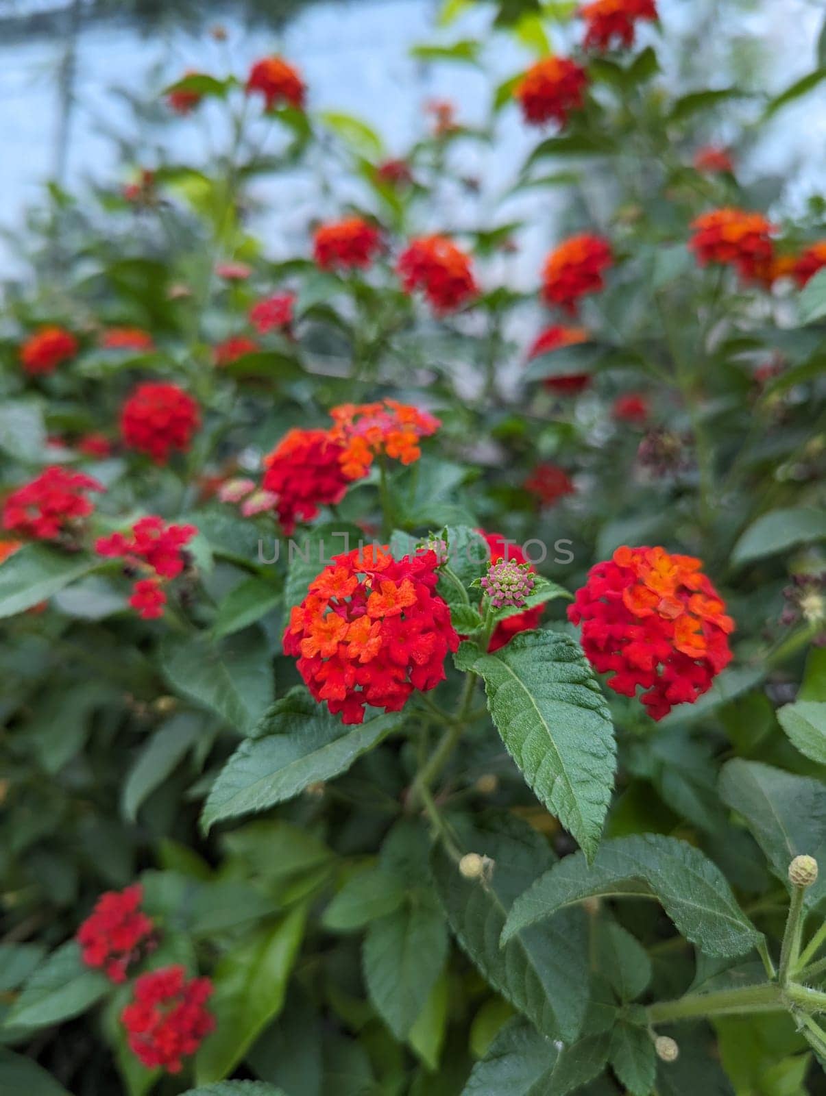 A close-up photograph showcasing the beautiful, vibrant red flowers of a Lantana plant. The photo captures the intricate details of the blossoms, with their delicate petals and contrasting yellow centers. Lush green leaves surround the flowers, creating a pleasing contrast in color and texture. The image creates a sense of natural beauty and tranquility.