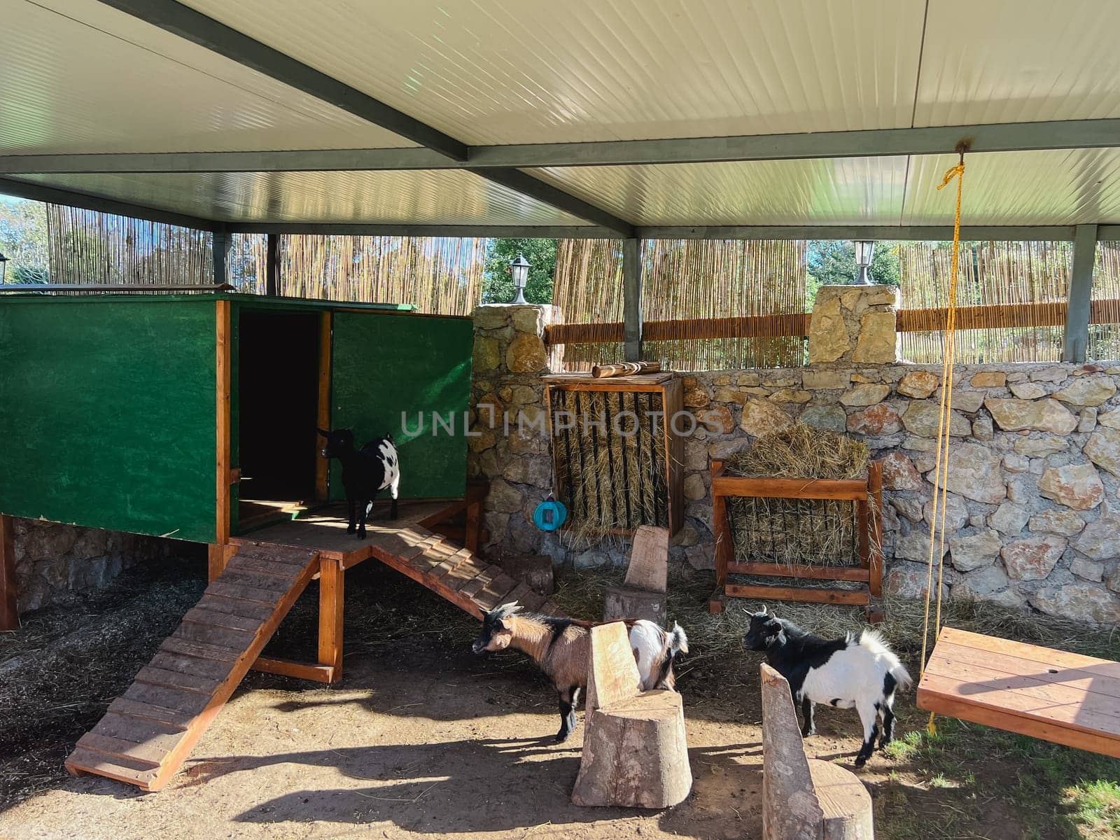 Goats walk on wooden footbridges in a paddock at a farm. High quality photo