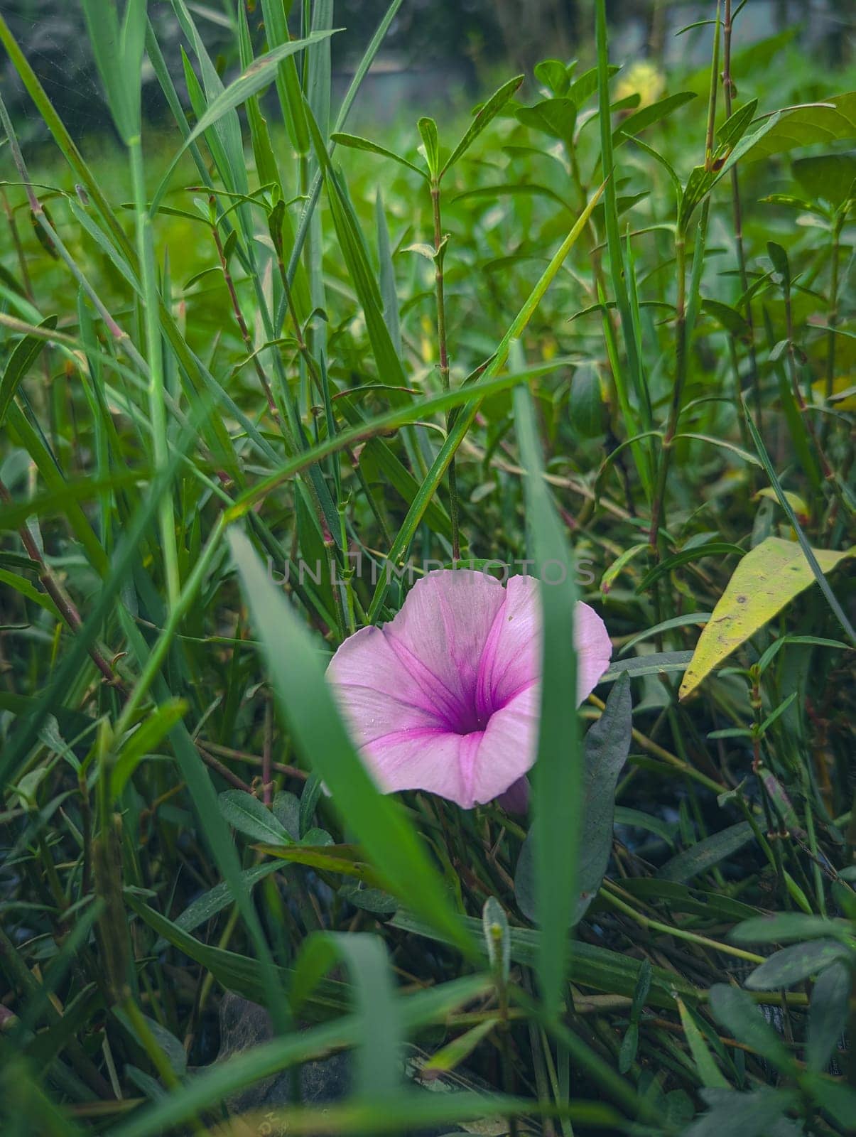 A single, delicate pink flower with a purple center peeks through the dense foliage of a lush green meadow. The flowers petals are soft and delicate, adding a pop of color to the otherwise green landscape. The green blades of grass create a natural frame around the flower, highlighting its beauty and fragility.