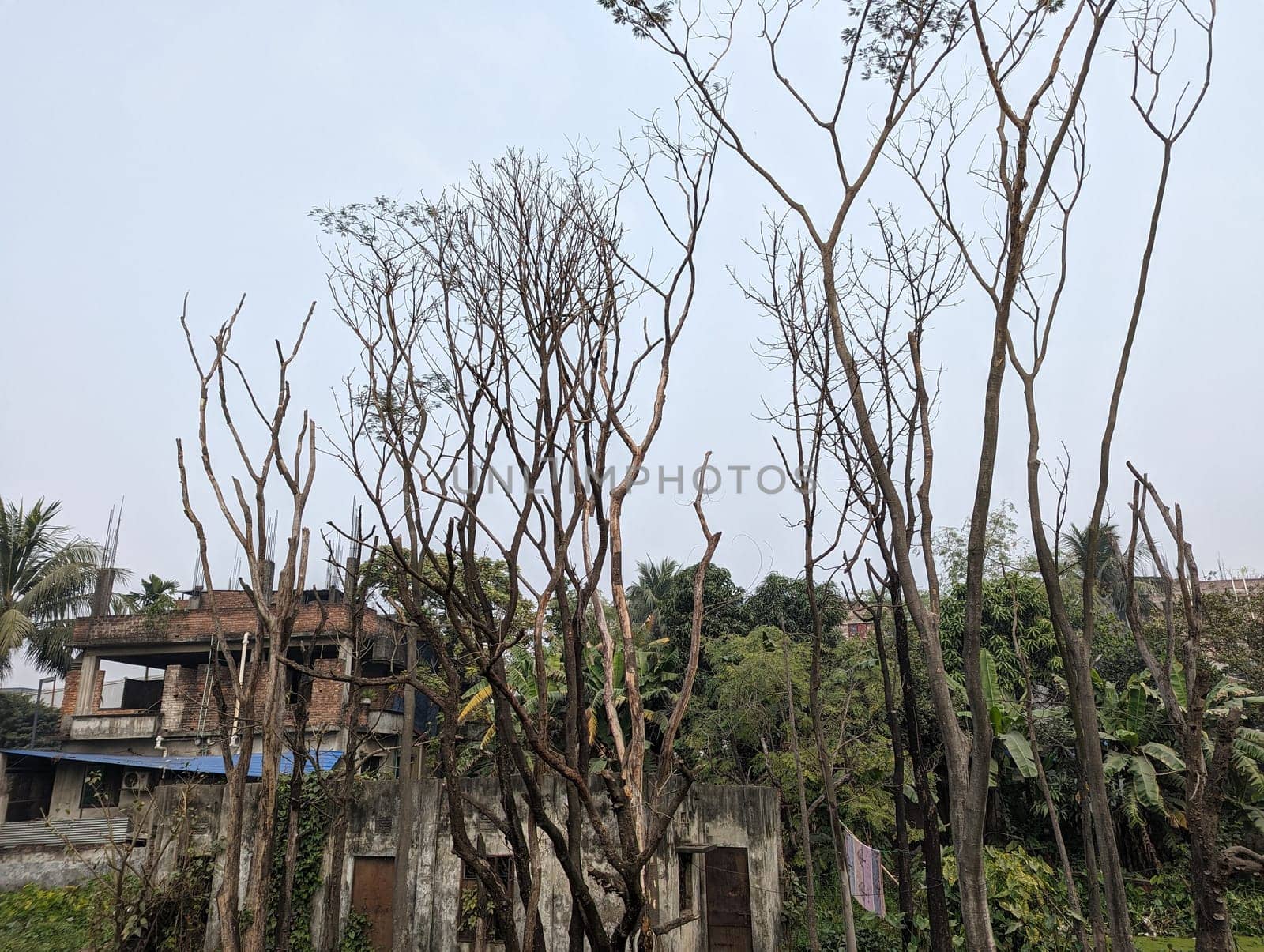 A view of a group of bare tree branches reaching up towards a cloudy sky in an urban neighborhood. The trees are mostly devoid of leaves, giving a sense of winter or late autumn. In the background, there are buildings and other vegetation, suggesting a densely populated area.