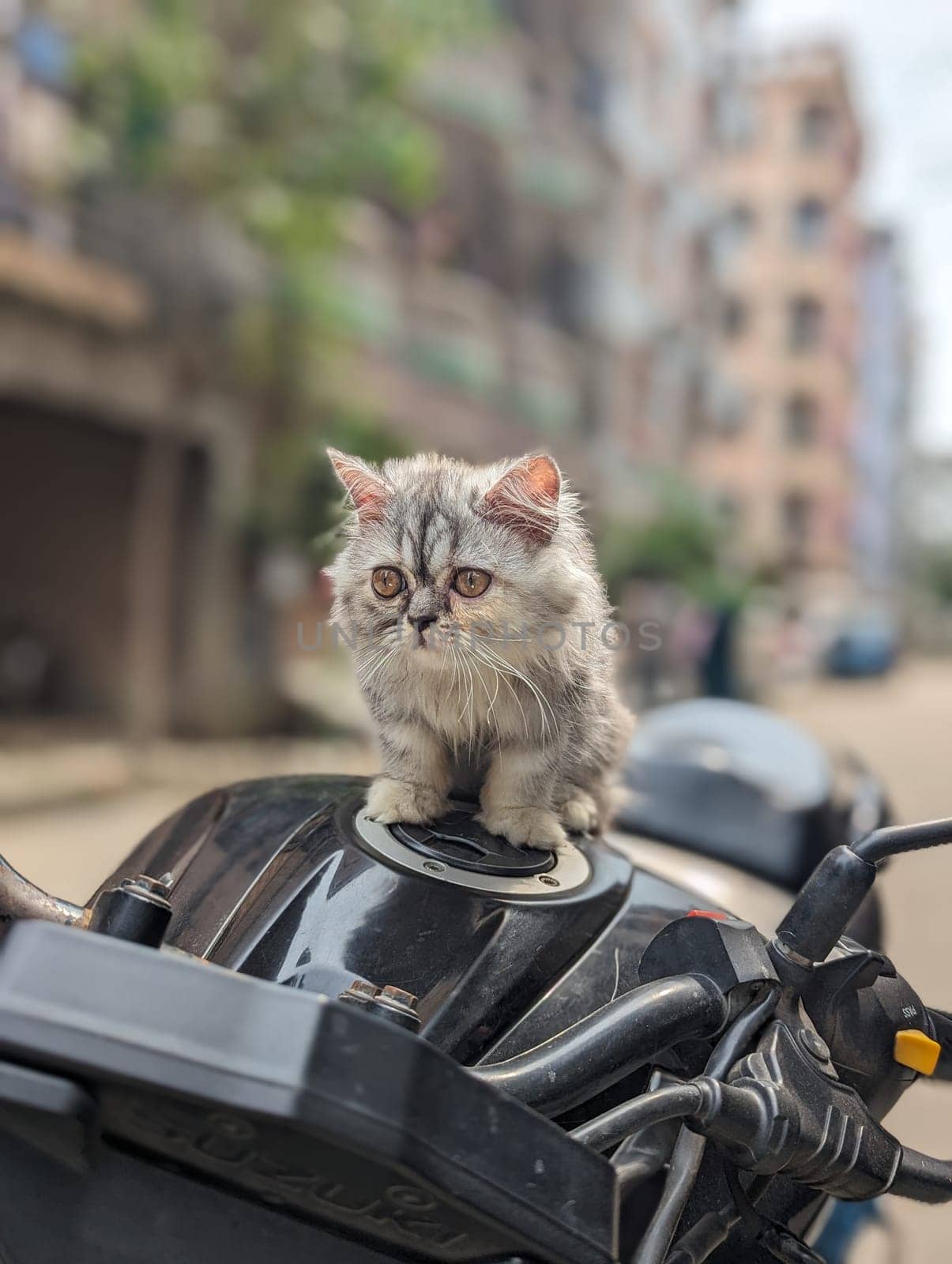 This image shows a small, gray Persian kitten sitting on the gas tank of a motorcycle. The kitten is looking to the left of the image, with a curious expression on its face. The motorcycle is parked on a street in a city, with buildings in the background. The image captures a moment of unexpected adventure for the small kitten.