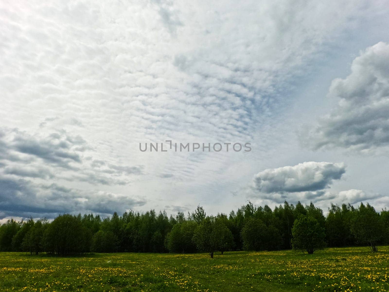 A beautiful green summer meadow with coltsfoot flowers and trees. Freshness, coolness, shade under the blue sky. High quality photo