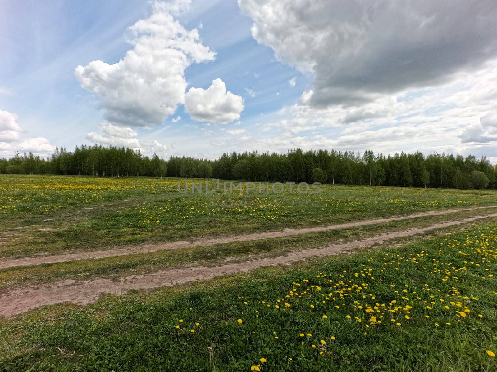 A beautiful green summer meadow with coltsfoot flowers and trees. Freshness, coolness, shade under the blue sky. High quality photo