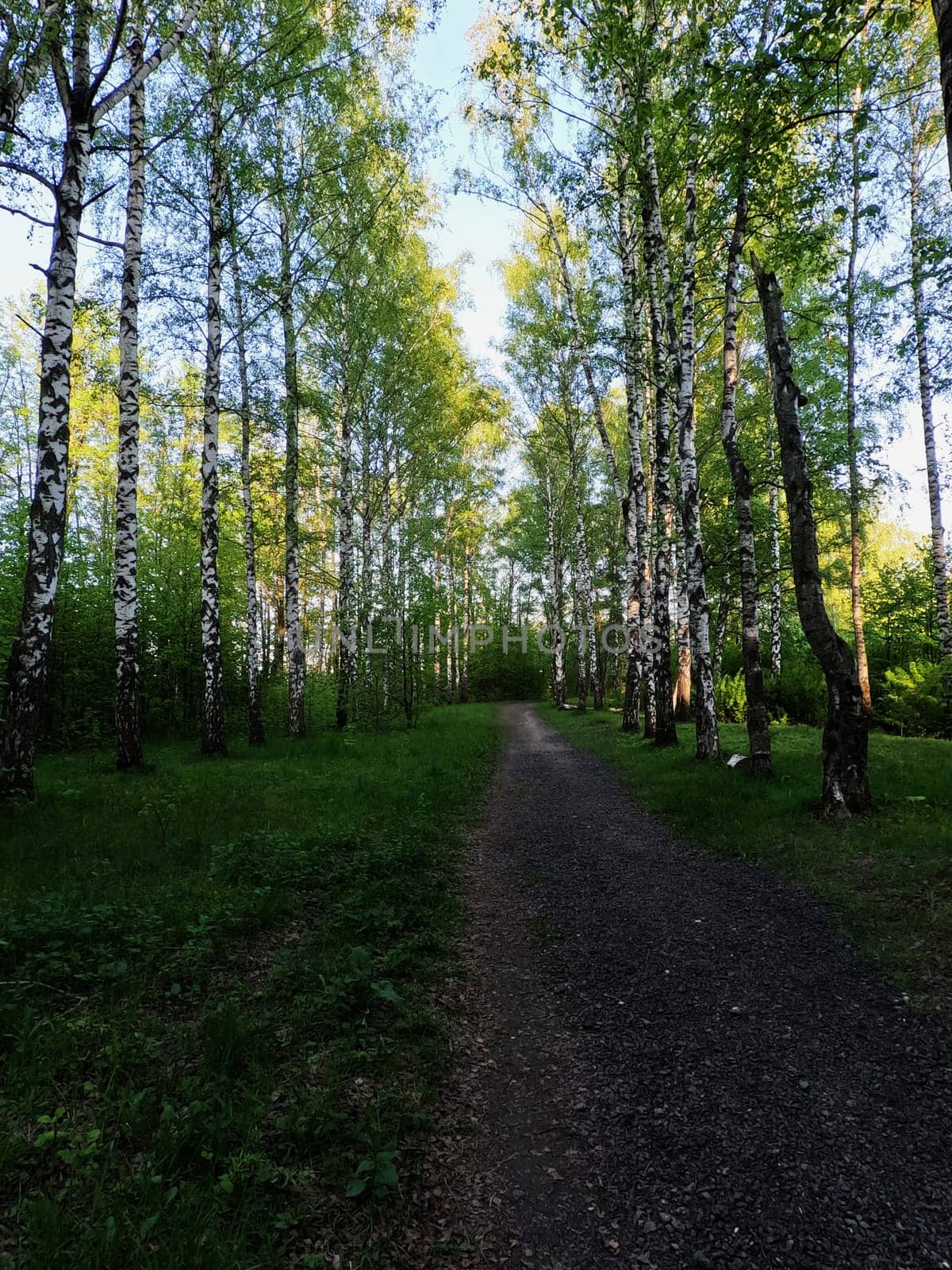 A forest path along a row of trees. The sun is shining and the rays penetrate through the trees. High quality photo