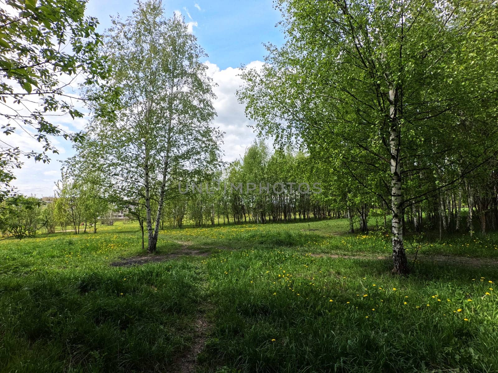 A beautiful green summer meadow with coltsfoot flowers and trees. Freshness, coolness, shade under the blue sky. High quality photo