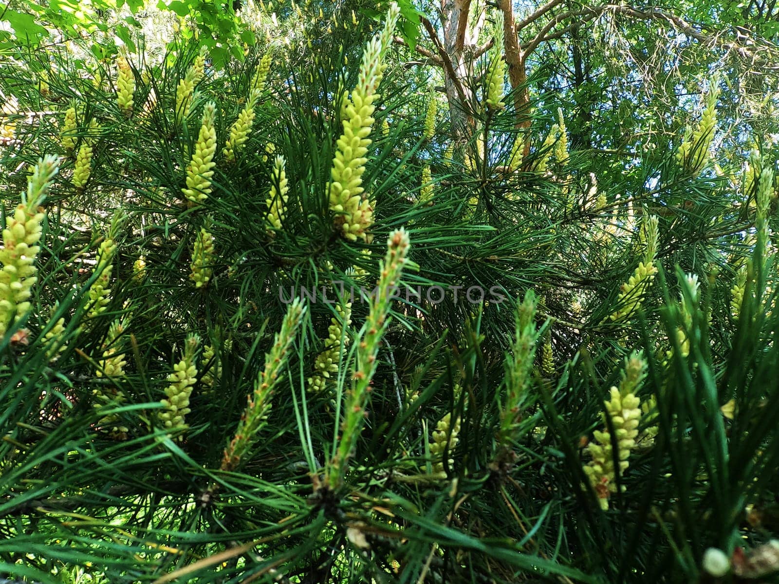 Young budding cones close-up. High quality photo