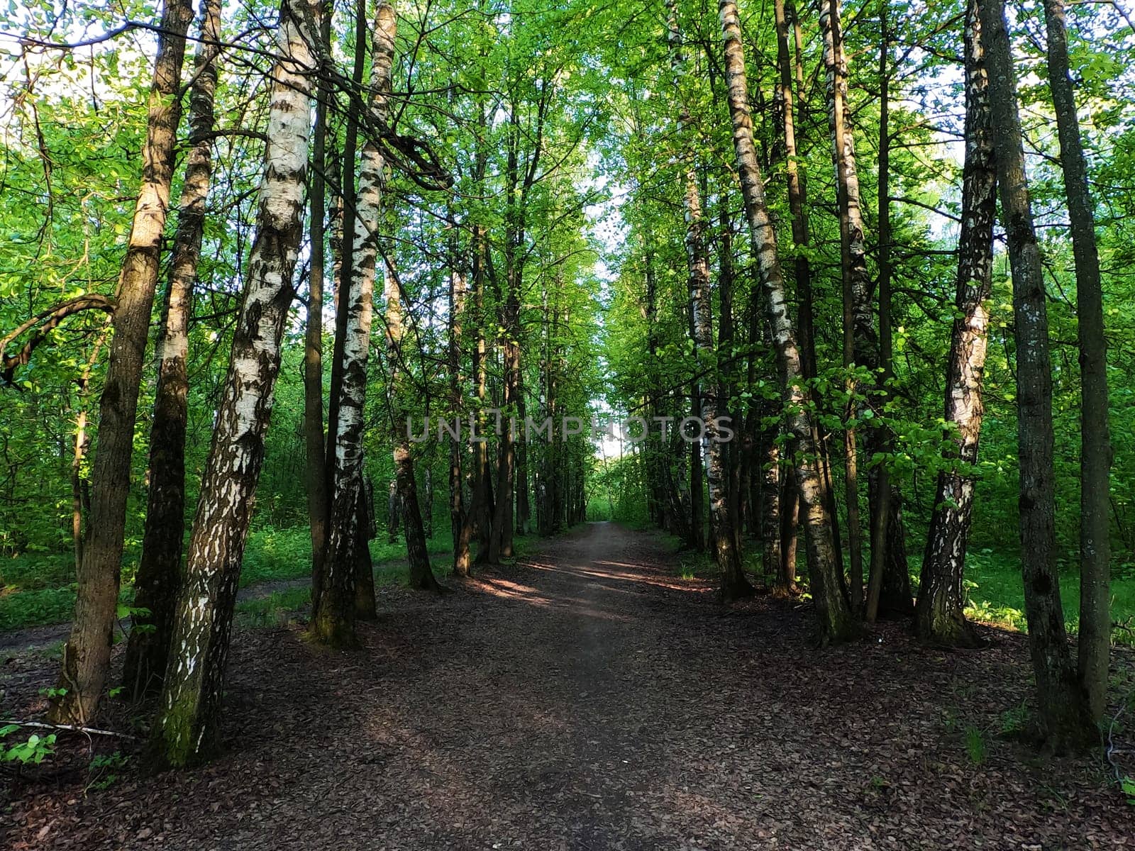 A forest path along a row of trees. The sun is shining and the rays penetrate through the trees. High quality photo