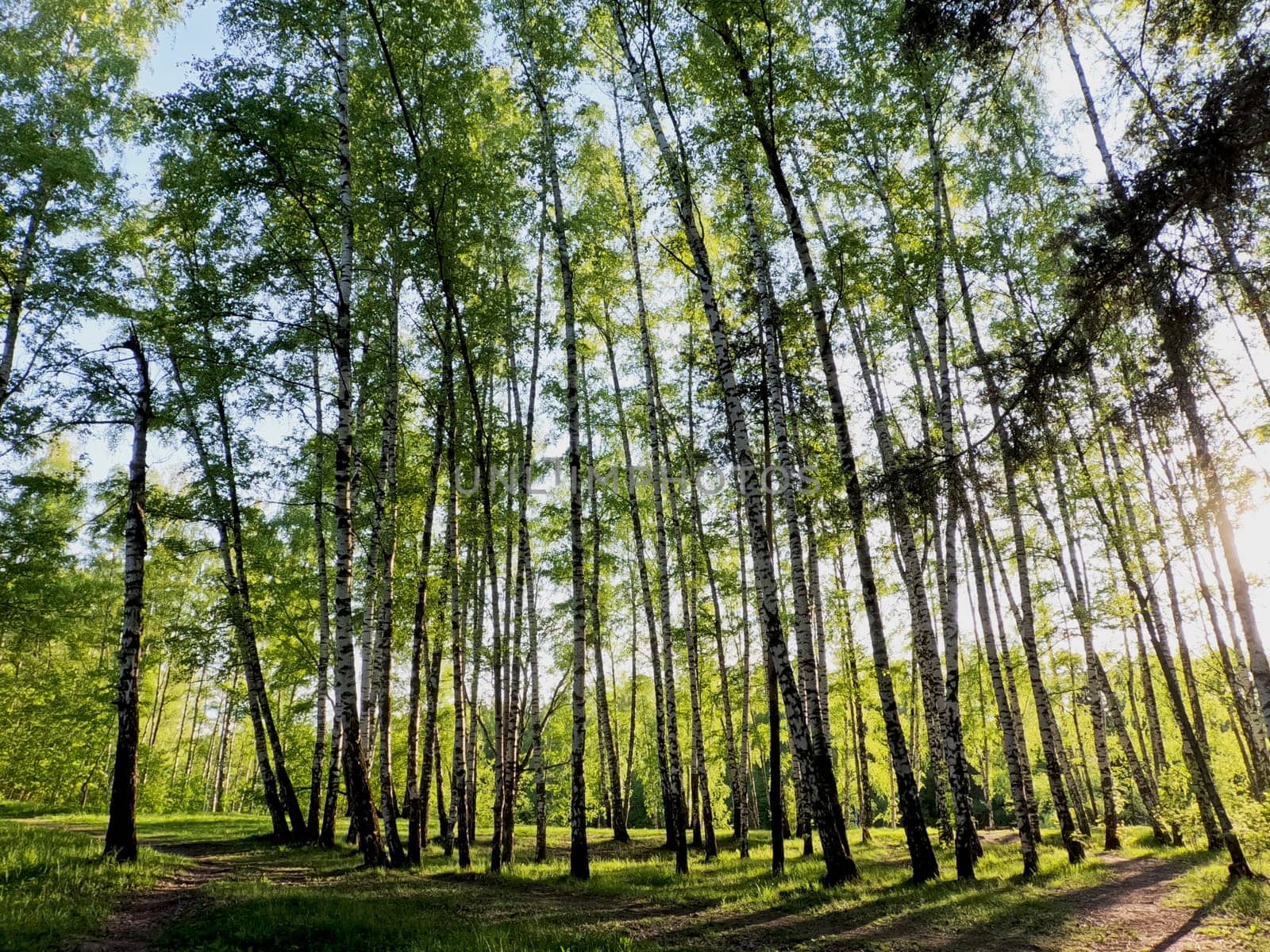 A forest path along a row of trees. The sun is shining and the rays penetrate through the trees. High quality photo