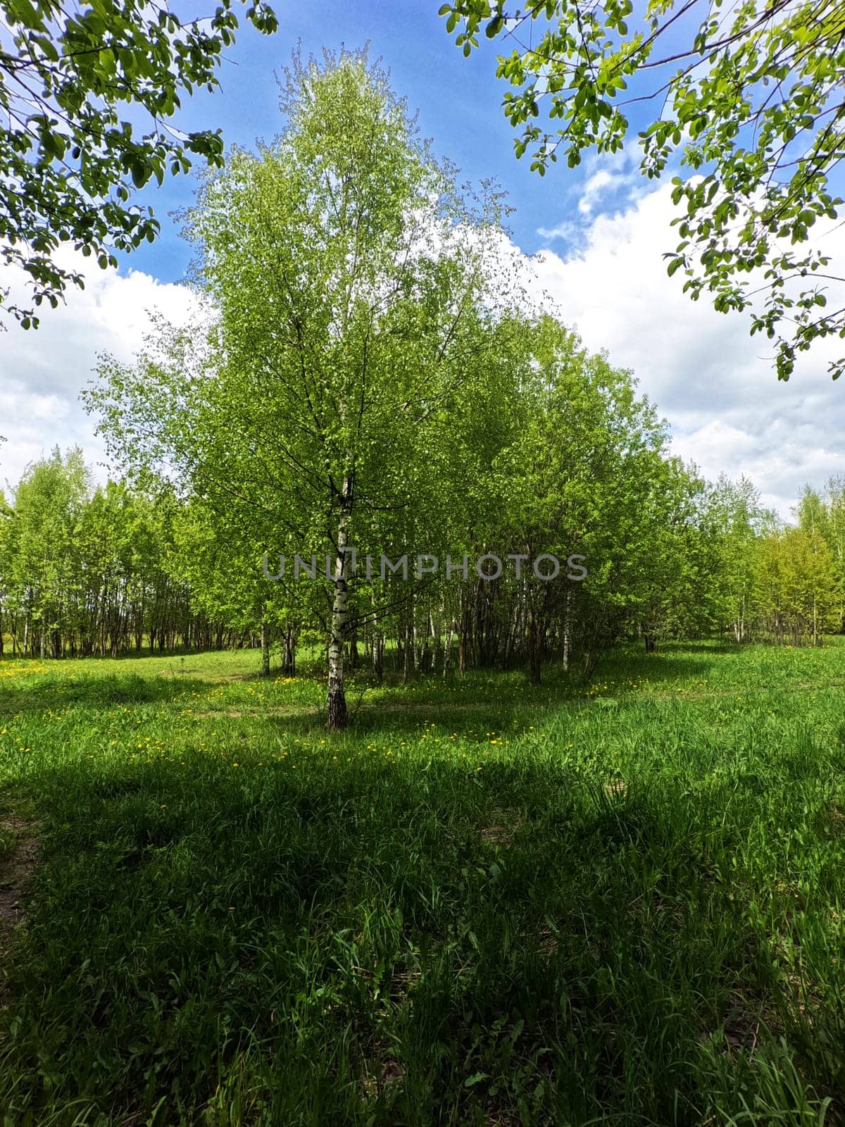A beautiful green summer meadow with coltsfoot flowers and trees. Freshness, coolness, shade under the blue sky. High quality photo