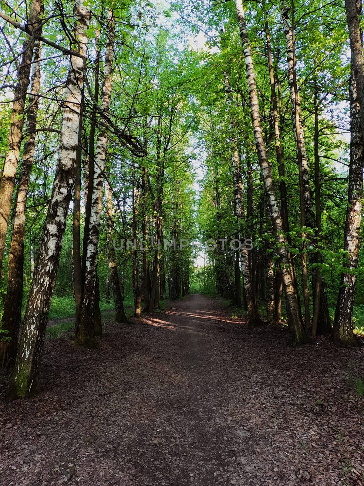 A forest path along a row of trees. The sun is shining and the rays penetrate through the trees. High quality photo