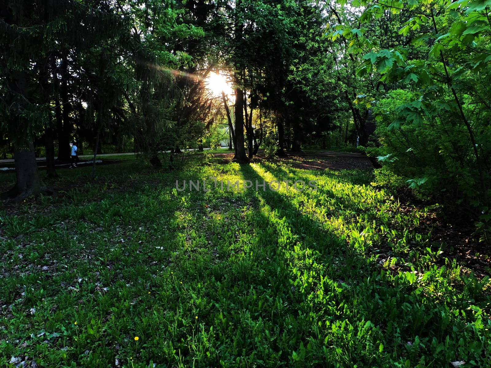 A beautiful green summer meadow with coltsfoot flowers and trees. Freshness, coolness, shade under the blue sky. High quality photo