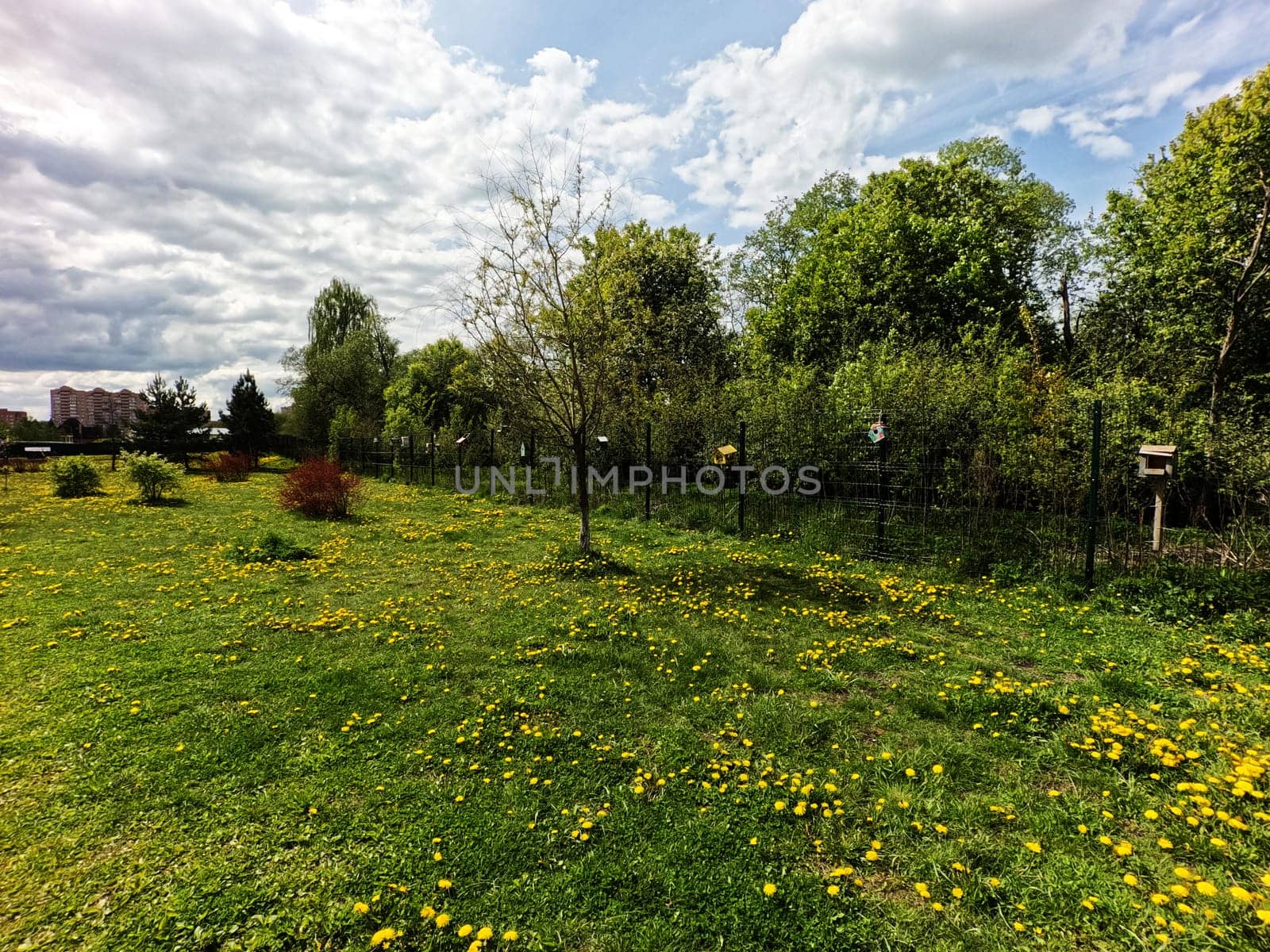 A beautiful green summer meadow with coltsfoot flowers and trees. Freshness, coolness, shade under the blue sky. High quality photo