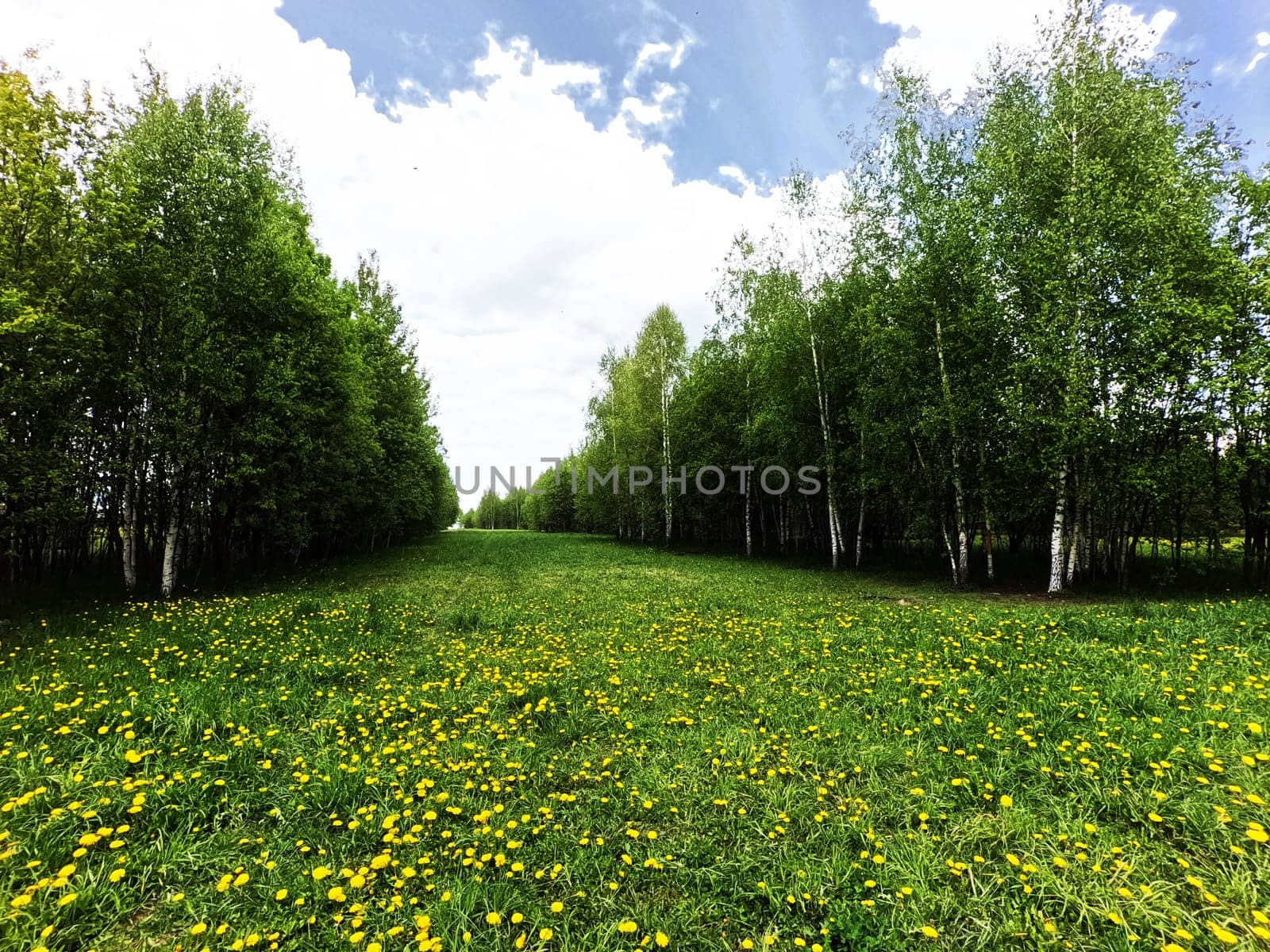 A beautiful green summer meadow with coltsfoot flowers and trees. Freshness, coolness, shade under the blue sky. High quality photo