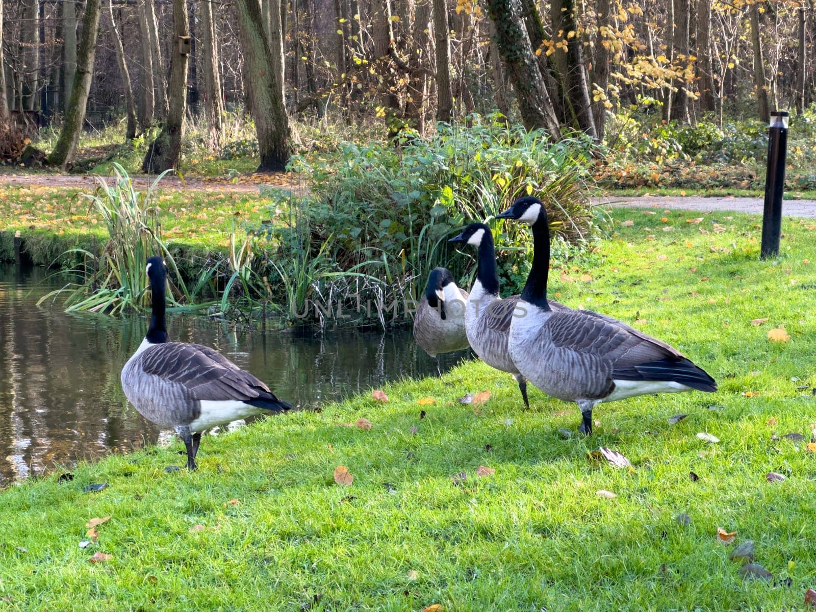 Bar Headed Gooses on the grass in a park next to the lake