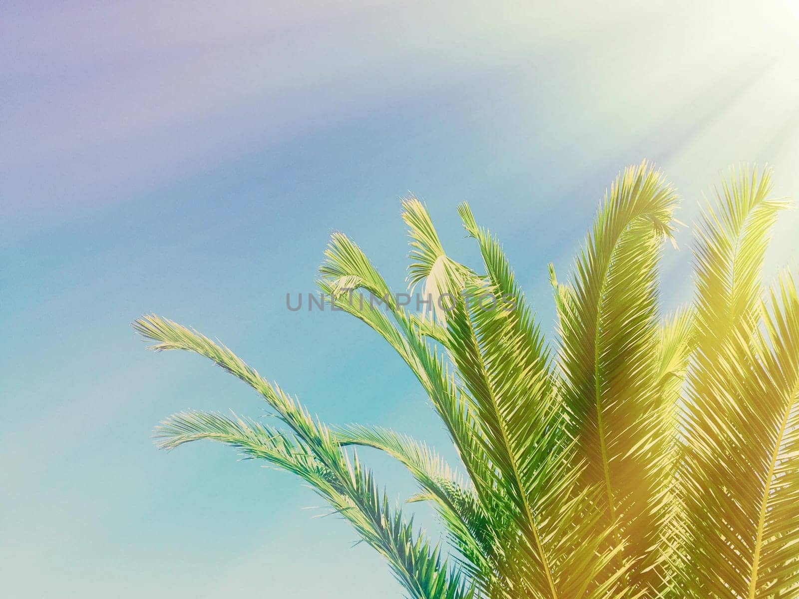 palm leaves in the sunlight - summertime backgrounds and vacations concept by Anneleven