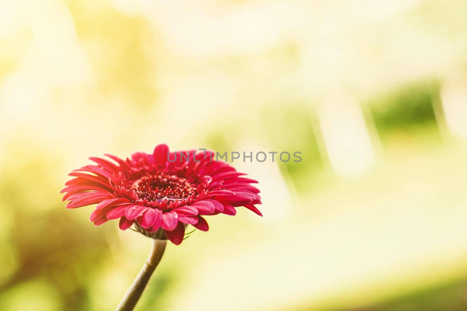 red flower and a sunny day - spring holidays and floral backgrounds concept by Anneleven