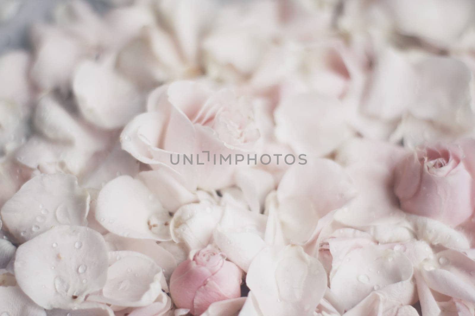 rose flower petals on marble - wedding, holiday and floral garden styled concept, elegant visuals