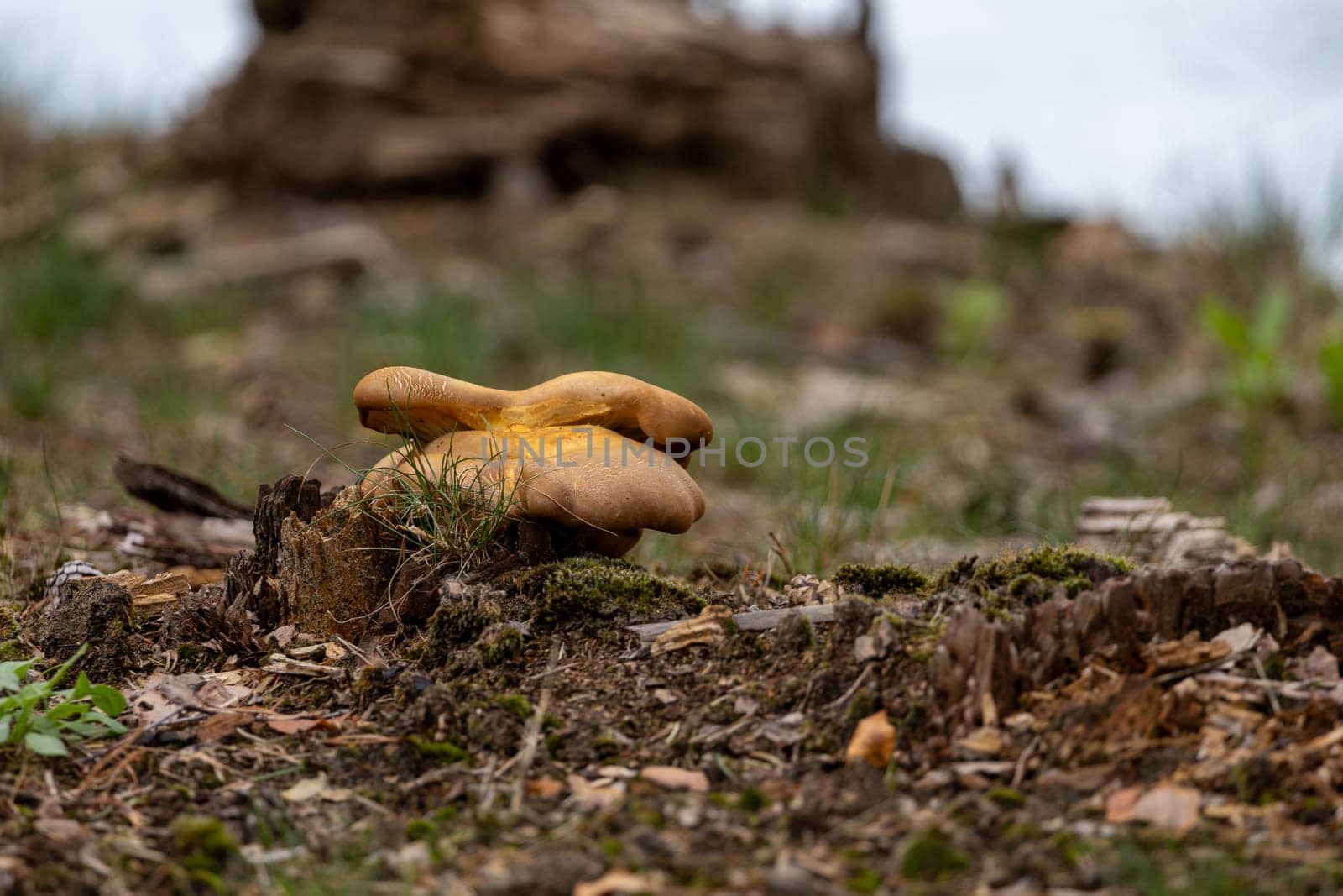 A small Pig mushroom growing out of a tree stump in a peaceful outdoor setting