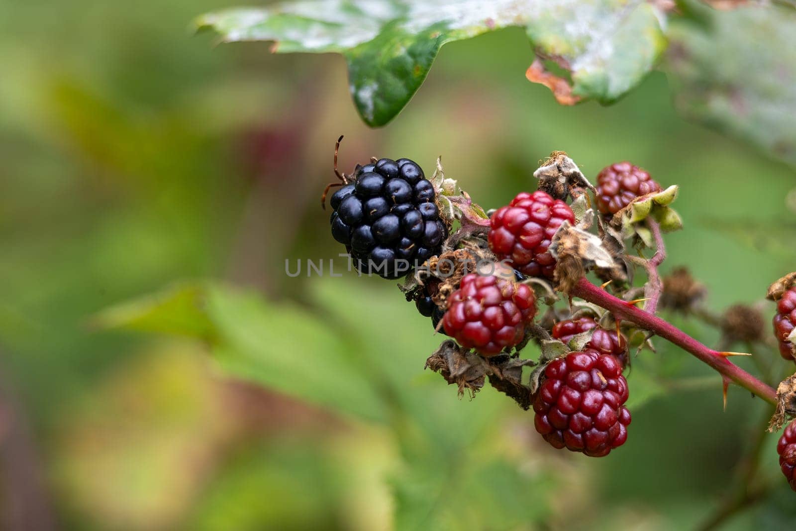 A vibrant image of two blackberry bushes intertwined on one branch, with the lush green leaves of a third bush providing a beautiful backdrop