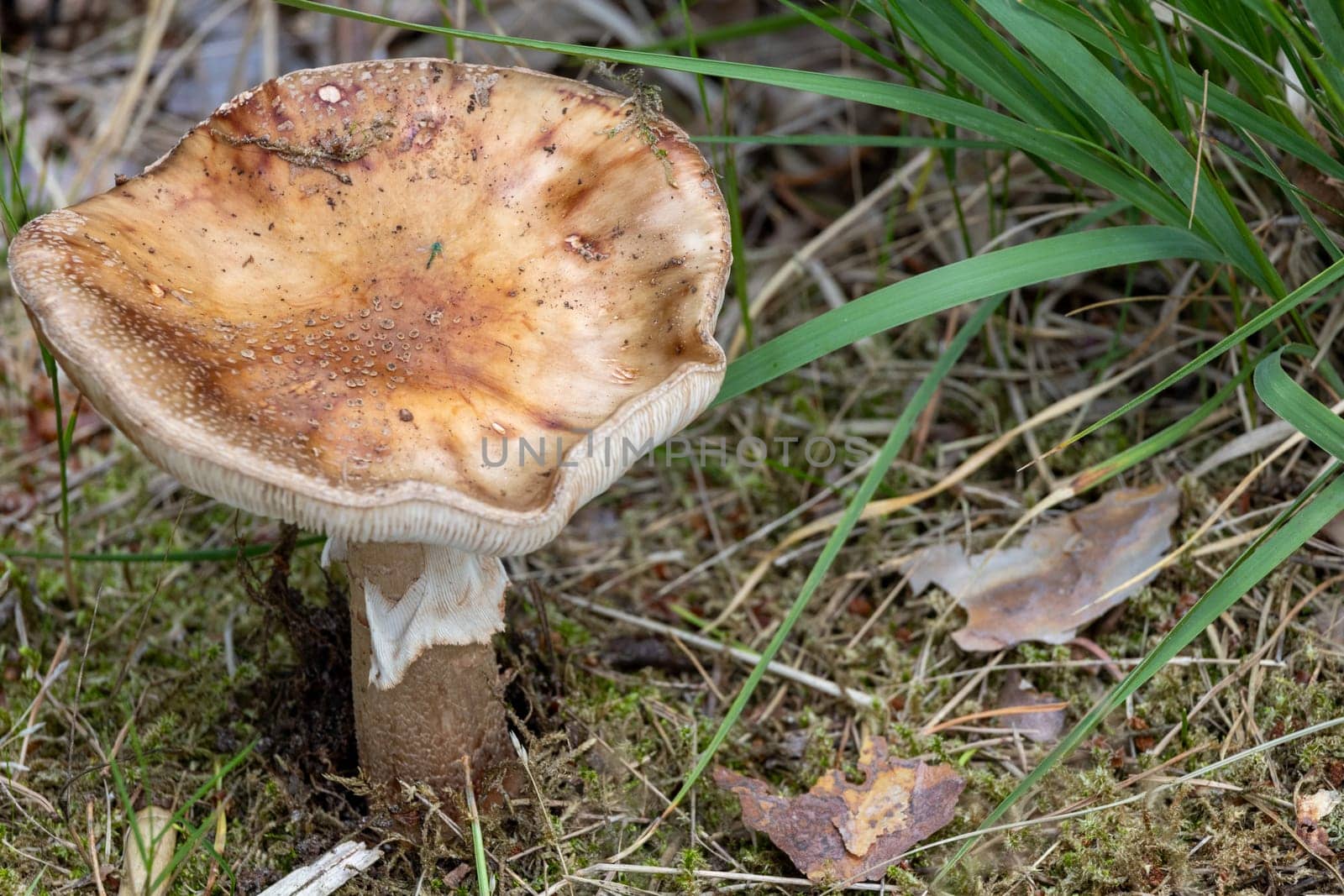 A single pig mushroom sitting amongst lush green grass in a natural outdoor setting