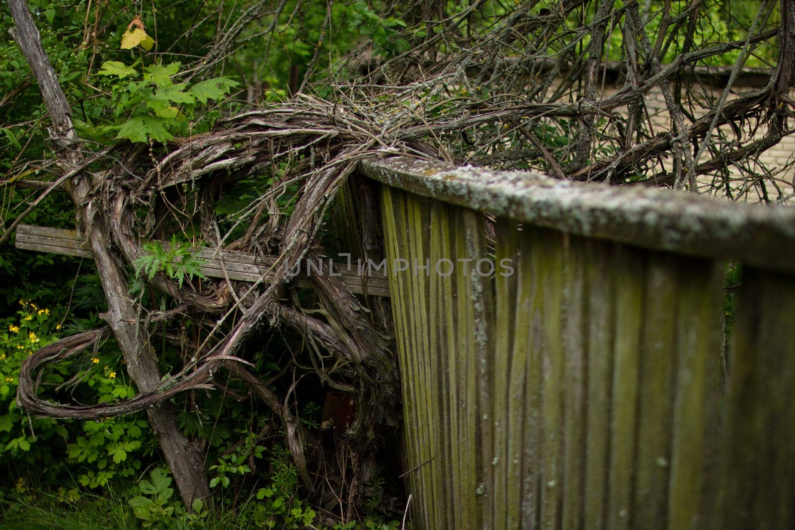 Old, moss-covered fence. Weaving vine of grapes. High quality photo. An abandoned garden. An abandoned house. Weaving vine on a ruined fence.