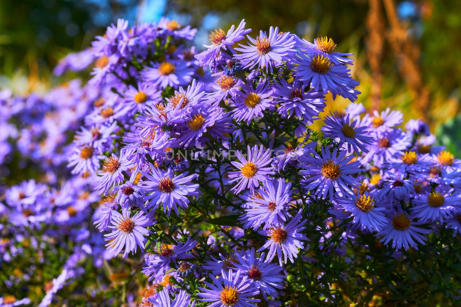 a plant of the daisy family that has bright rayed flowers, typically of purple or pink