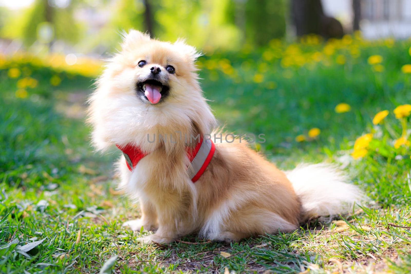 A smiling Pomeranian dog in the grass . A red - haired Pomeranian . A pet on a walk. Photo for the cover . Photo of an animal for printed products . Green grass in the park