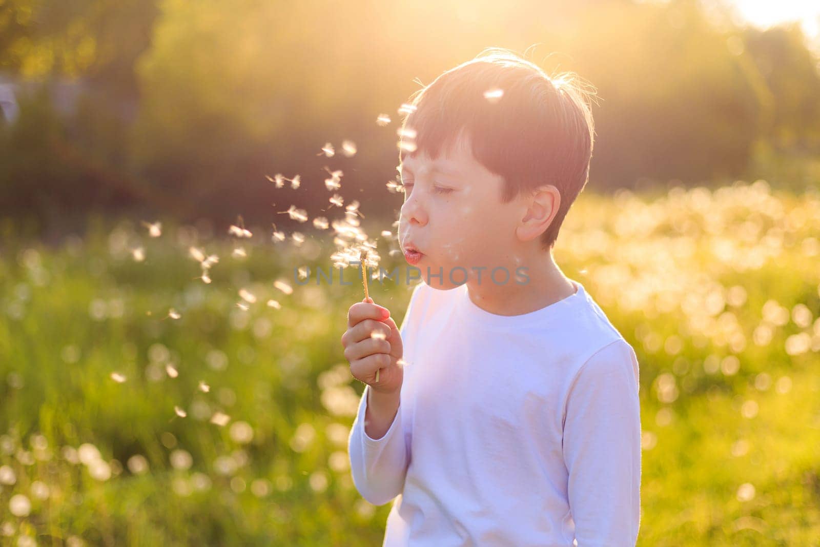 A boy blows up a dandelion in the sunset light. Summer flowers. a summer evening. evening sunset light . happy childhood. High quality photo