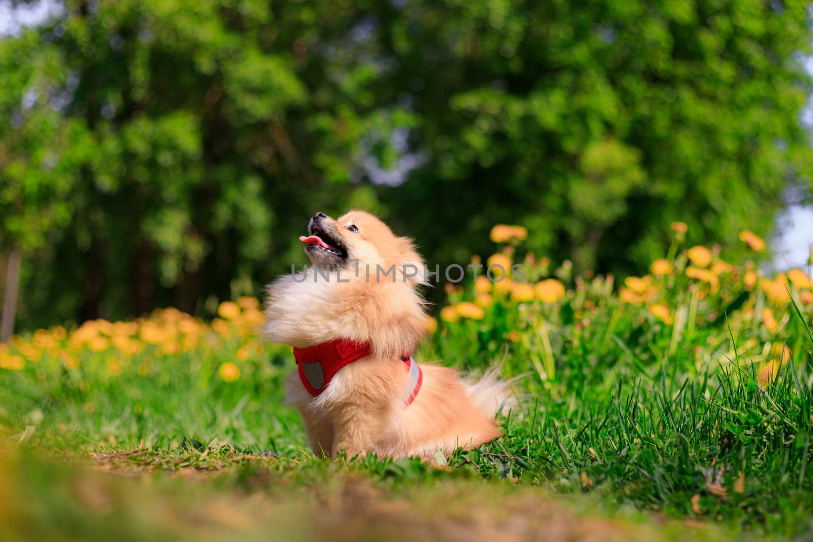 A smiling Pomeranian dog in the grass . A red - haired Pomeranian . A pet on a walk. Photo for the cover . Photo of an animal for printed products . Green grass in the park