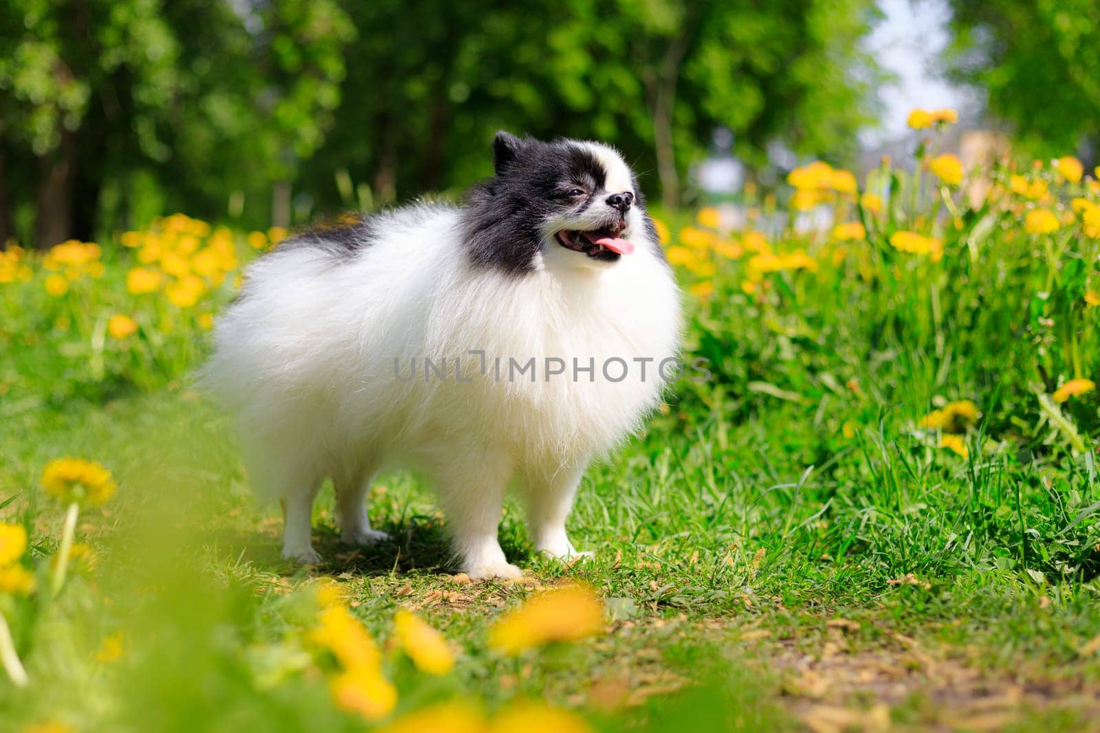 A smiling Pomeranian dog in the grass . Black and white pomeranian . A pet on a walk. Photo for the cover . Photo of an animal for printed products . Green grass in the park