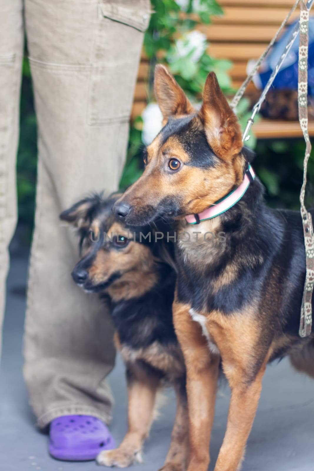 Two dogs are standing next to each other on a leash, representing different breeds and characteristics like herding and companion dogs, part of the Canidae family