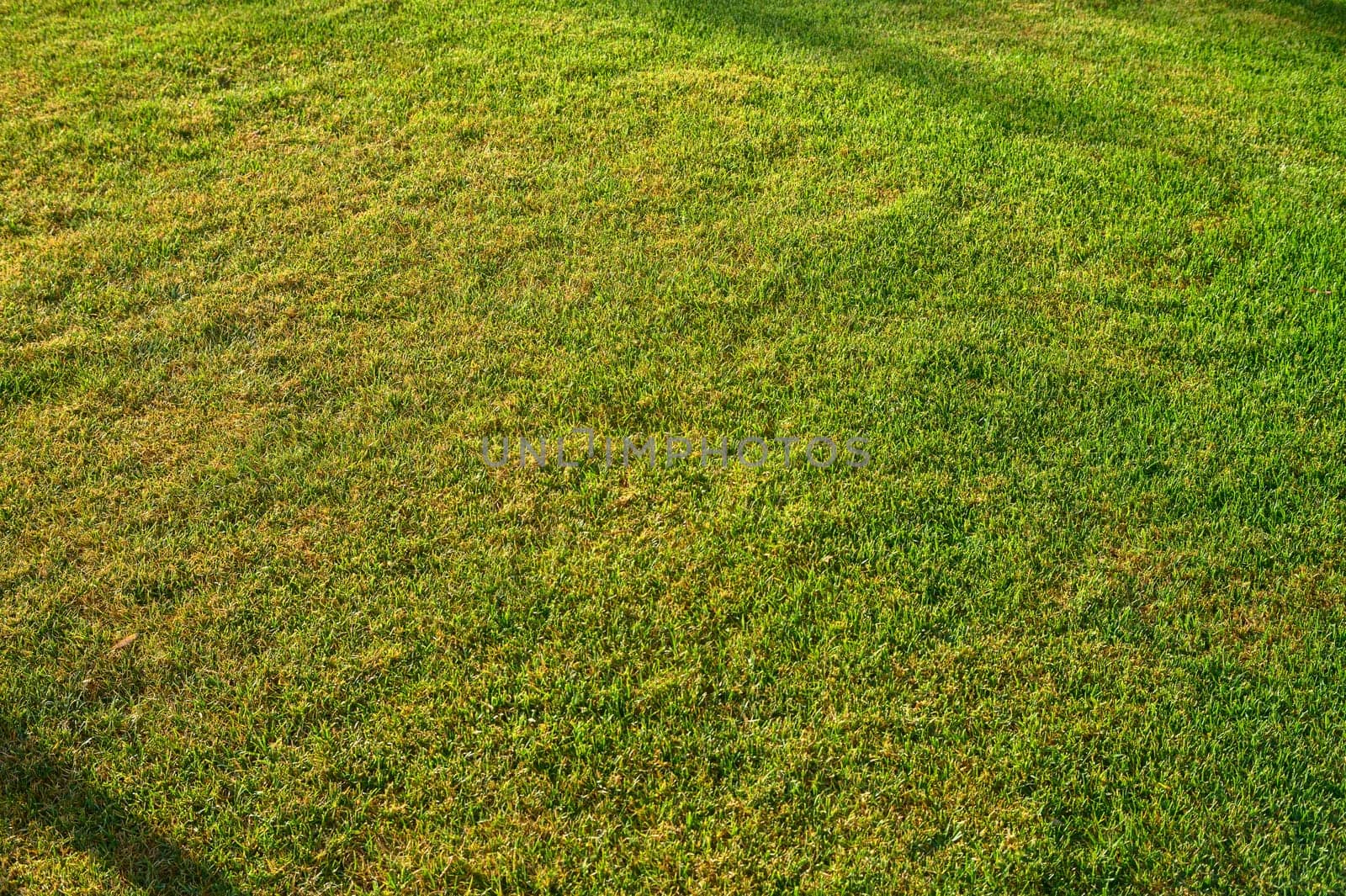 Close up of immaculate grass lawn