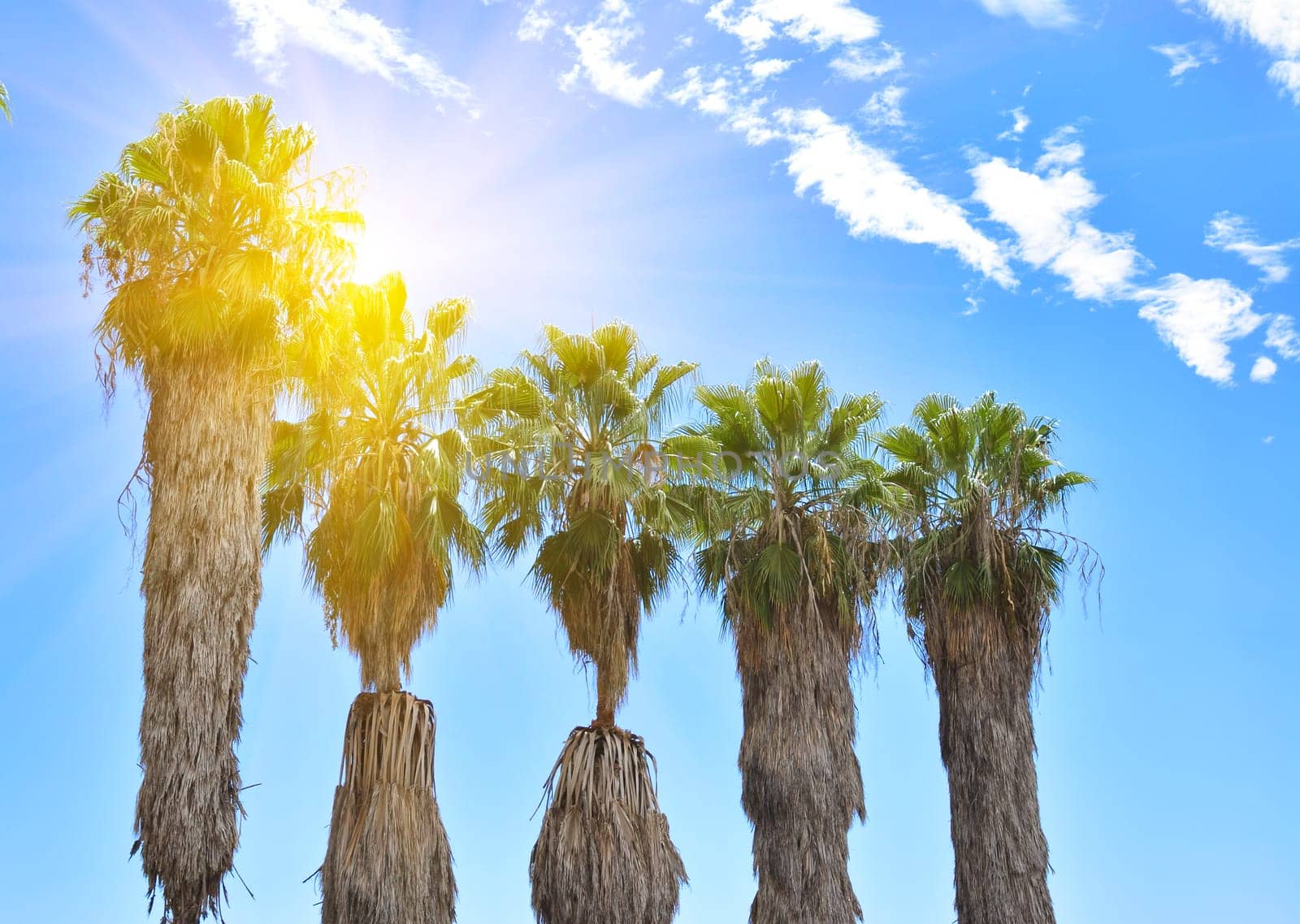 Hairy nice palms trees in the blue sunny sky