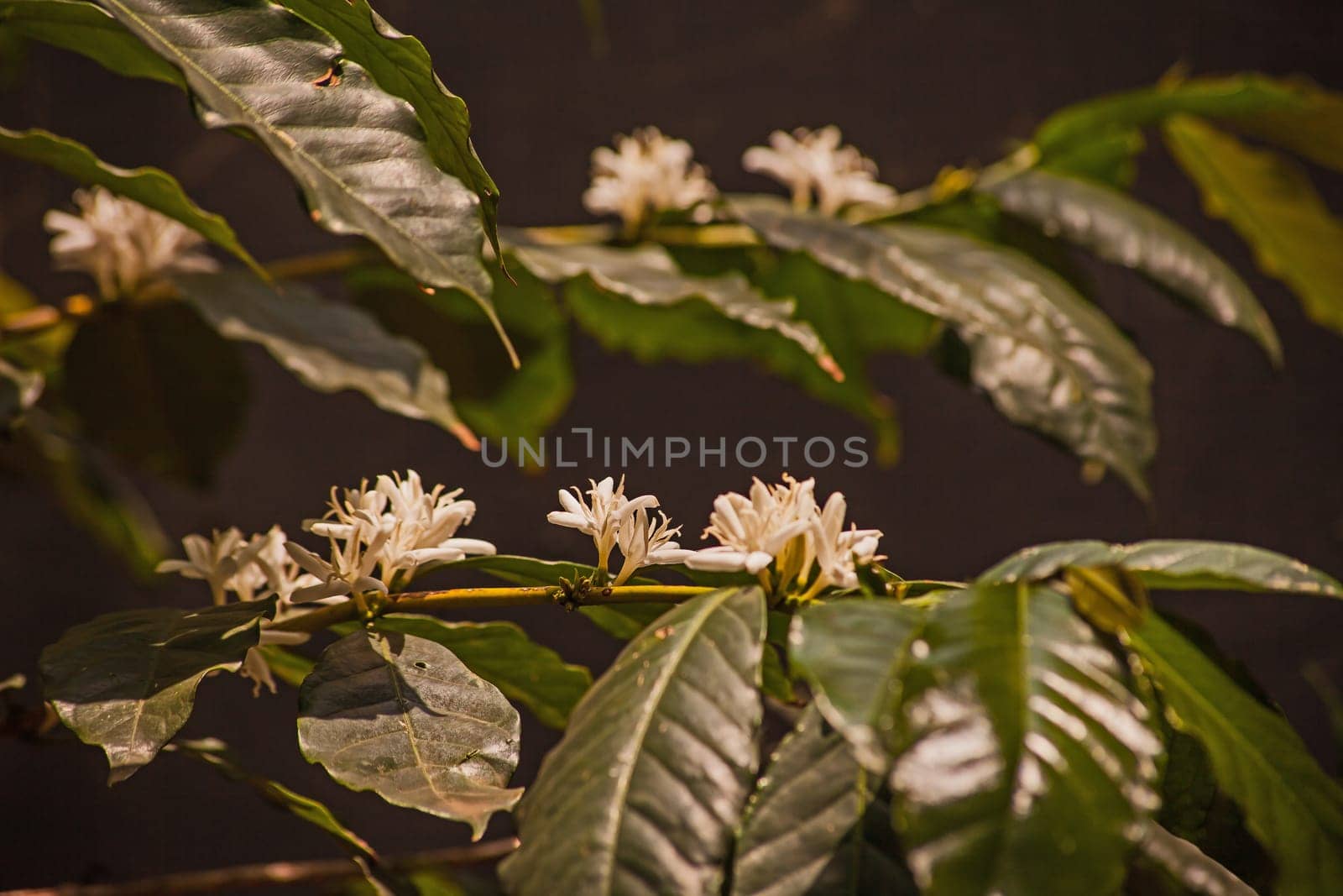 Abundant white coffee flowers are promising a good crop