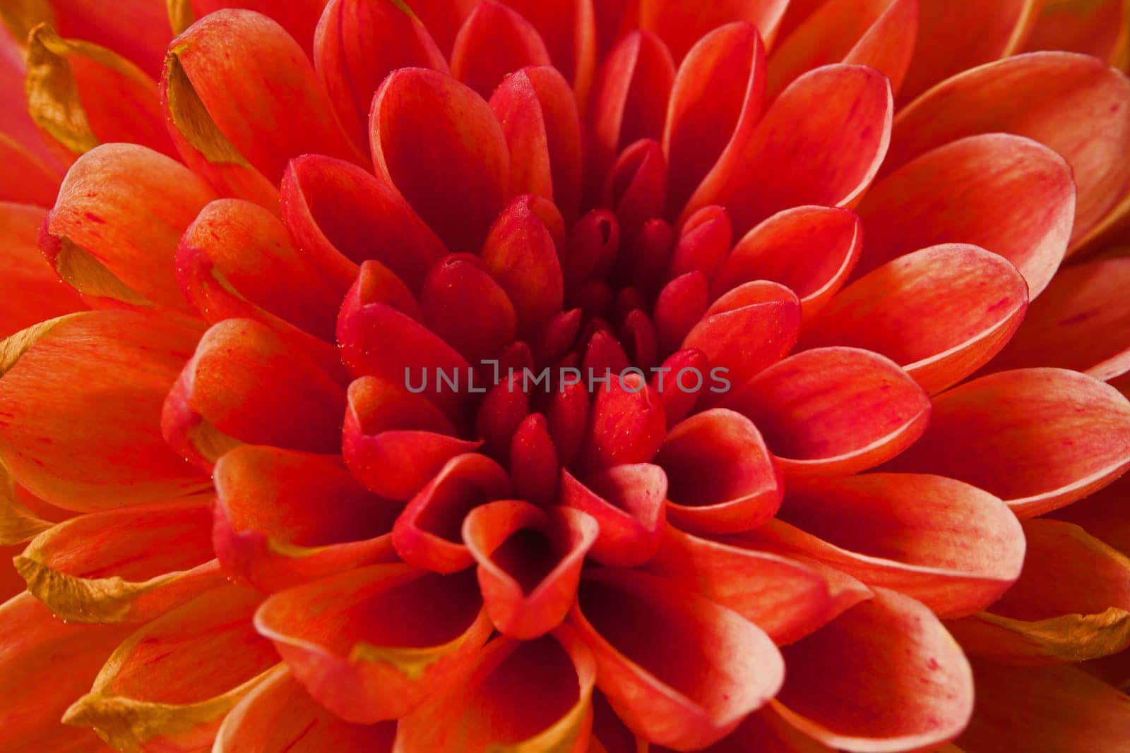 Macro image of a Chrysanthemum flower