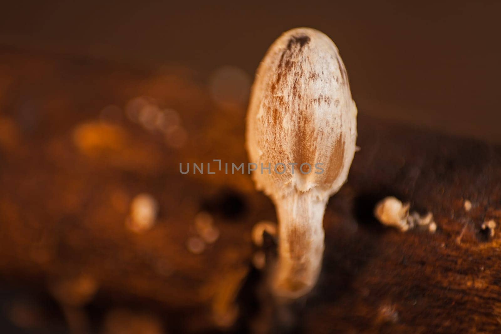 Young fragile dapperling (Leucocoprinus fragilissimus) cap 15892 by kobus_peche