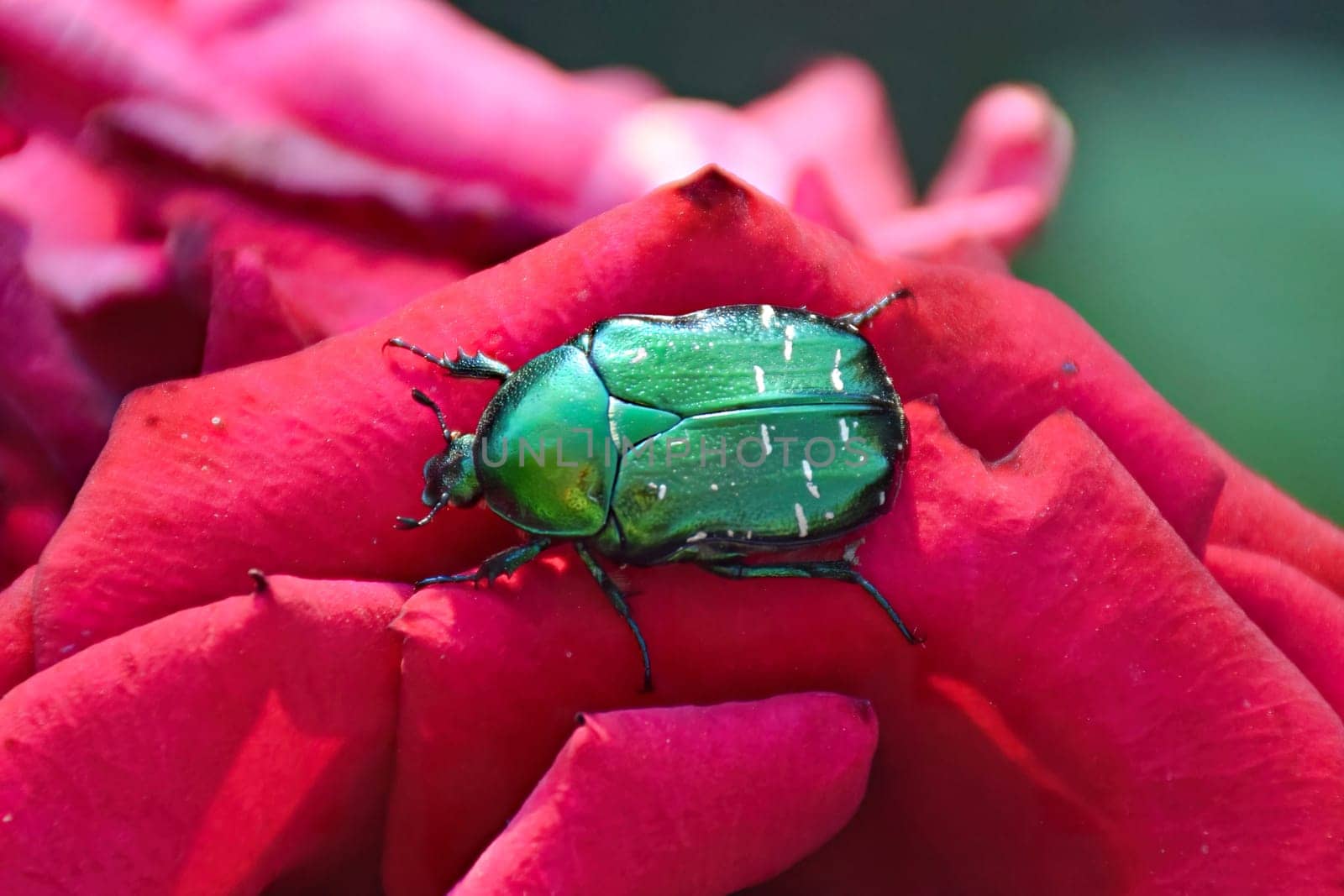 The cockchafer beetle also known as a May bug or Doodlebug sitting on green leaf. The pest control in the garden. by IaroslavBrylov