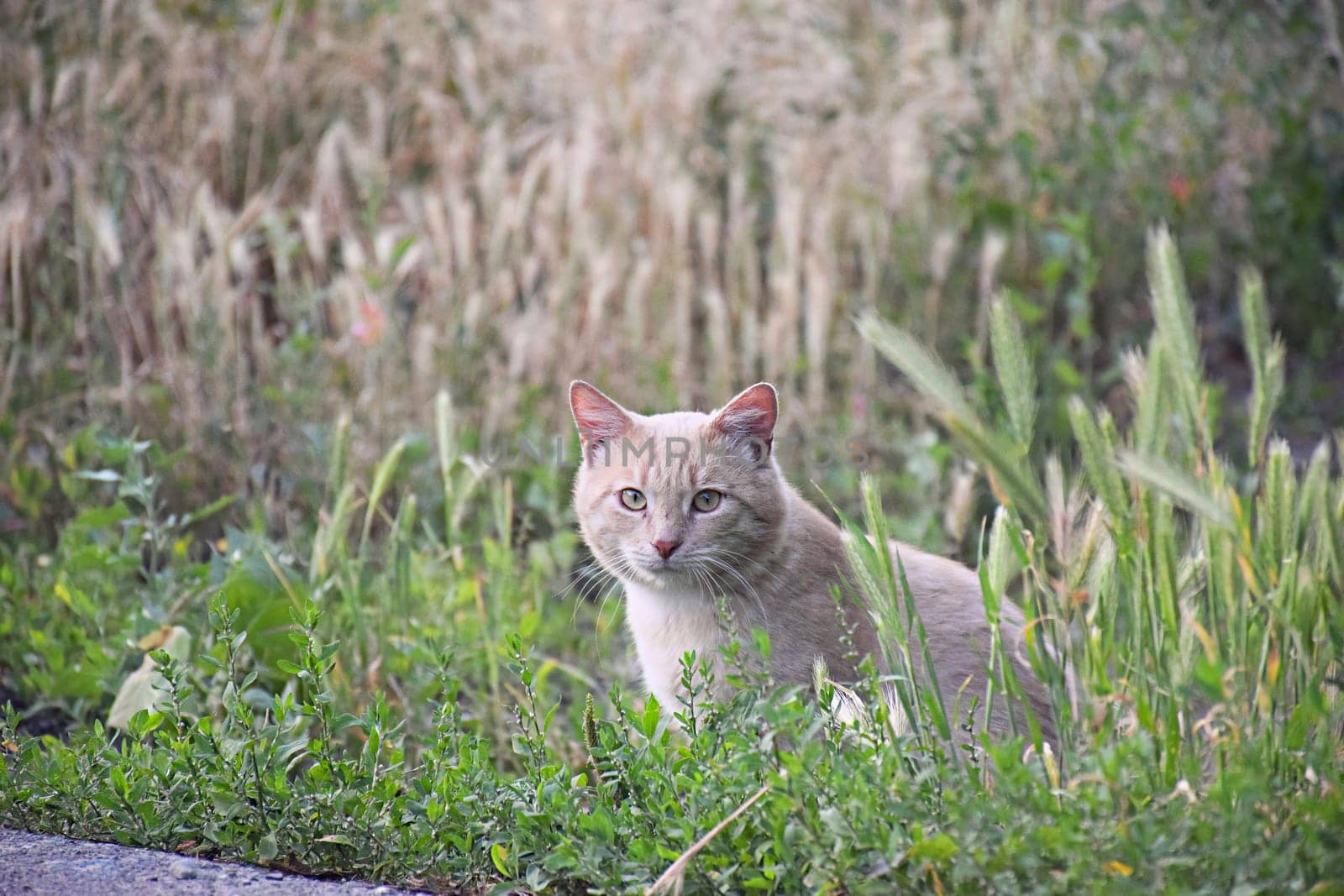 Flea cat itching its neck with paw on porch in outdoors