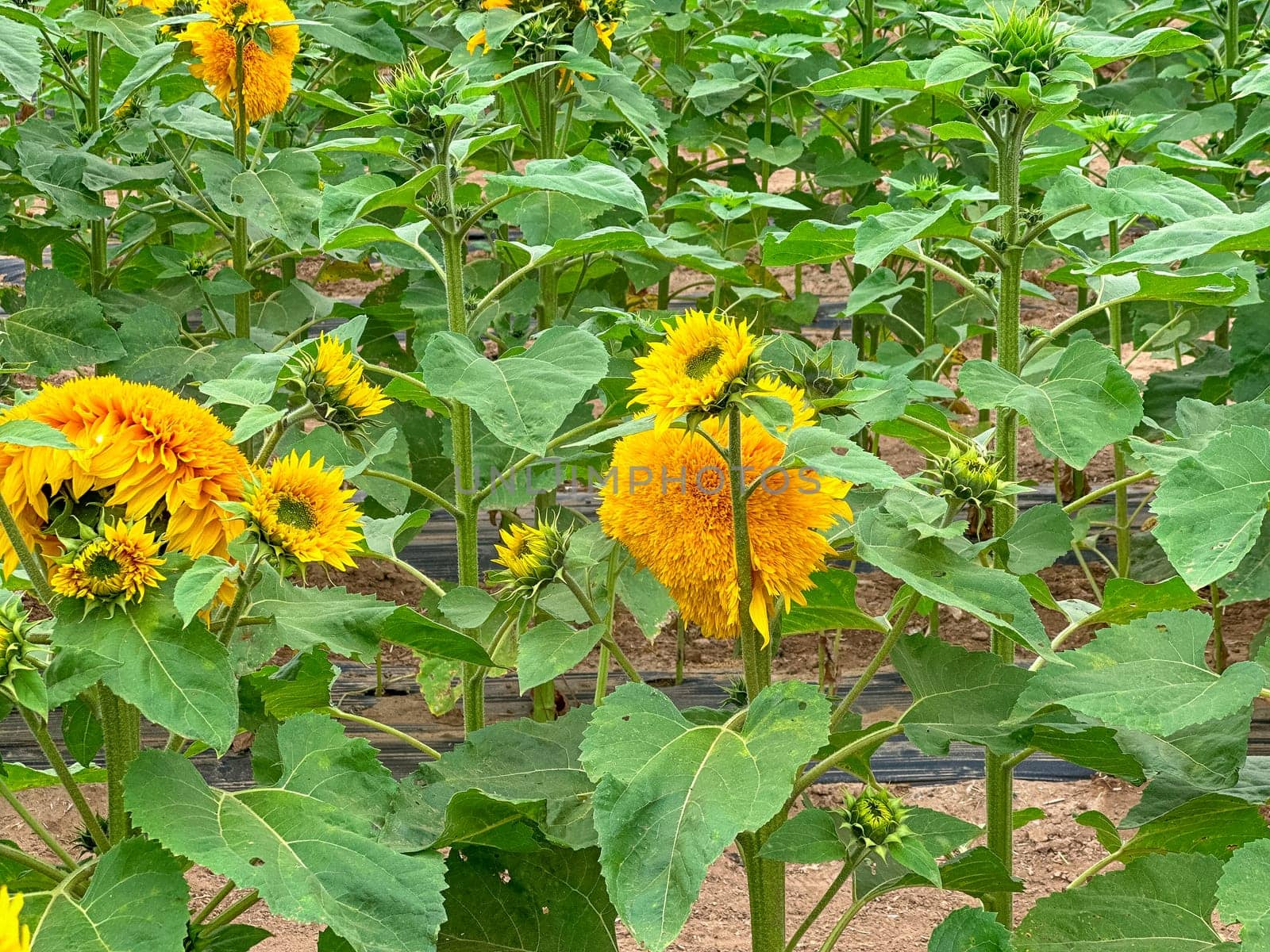 Blooming sunflower farm field, big bright yellow sunflower, agriculture concept harvest. Growing seeds for oil