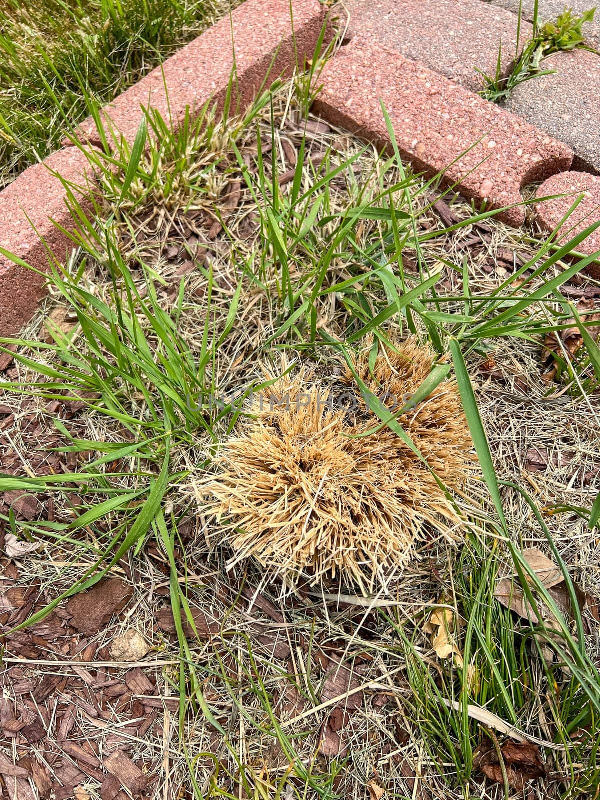 A patch of dried ornamental grass that did not survive the winter, situated within a border of red pavers and surrounded by fresh green grass. The contrast between the dead and living vegetation highlights the effects of seasonal change.