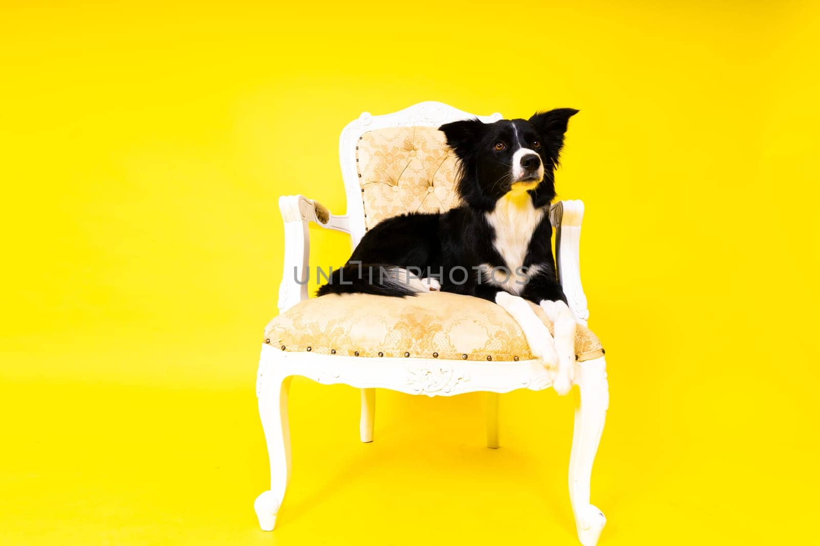 A happy black dog border collie portrait on yellow and red background by Zelenin