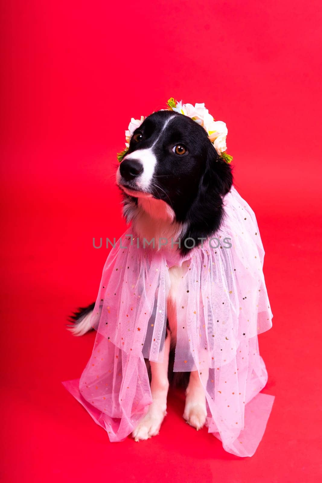 A happy black dog border collie portrait on a yellow and red background