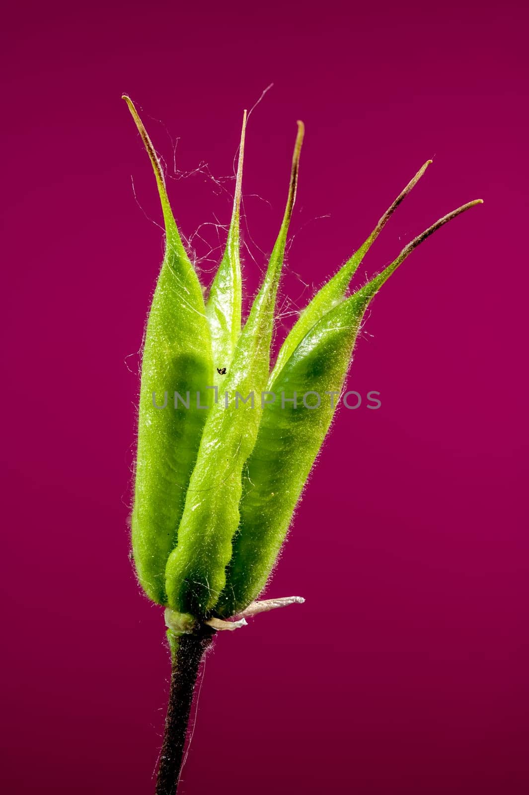 Blooming Pink Aquilegia on a pink background by Multipedia