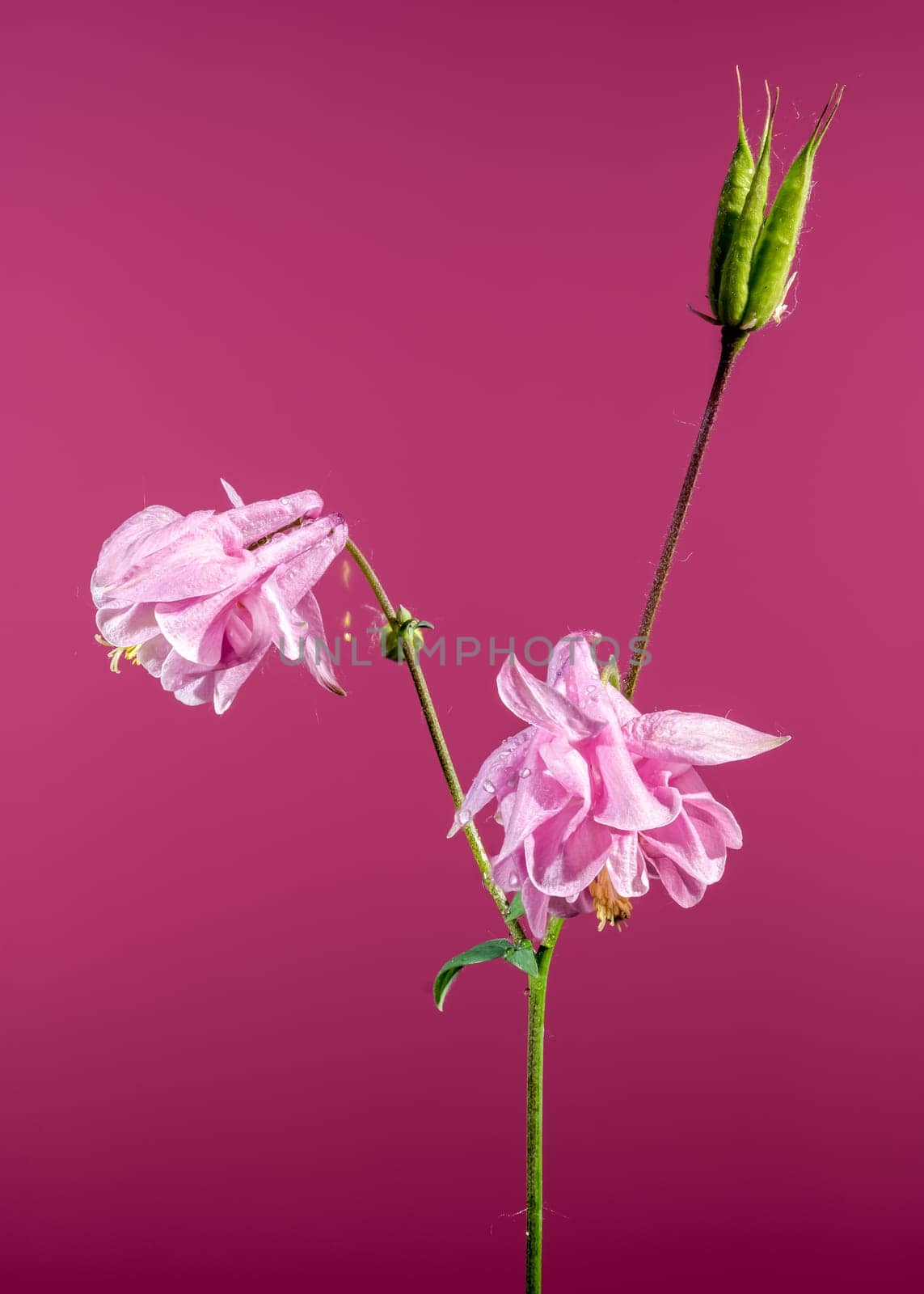 Beautiful Blooming Pink Aquilegia or columbine on a pink background. Flower head close-up.