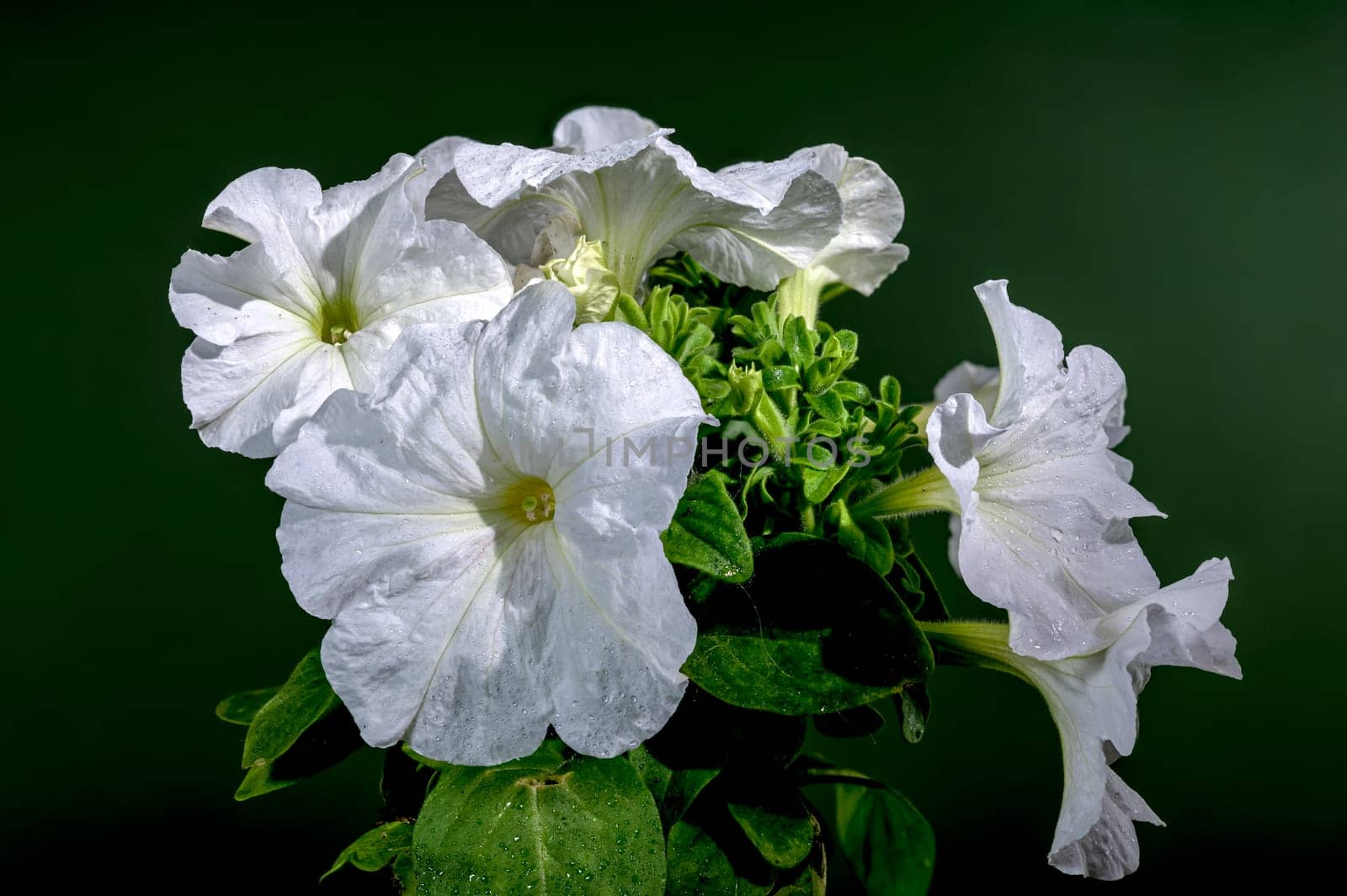 Beautiful Blooming white Petunia surfinia snow flowers on a green background. Flower head close-up.