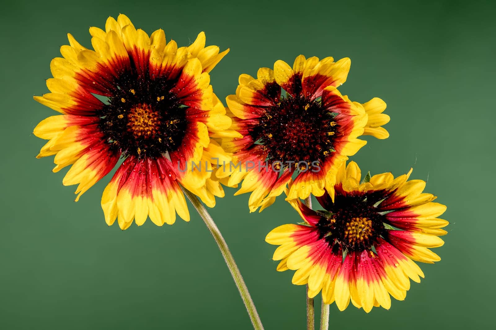 Beautiful Blooming red Gaillardia or blanket flower on a green background. Flower head close-up.